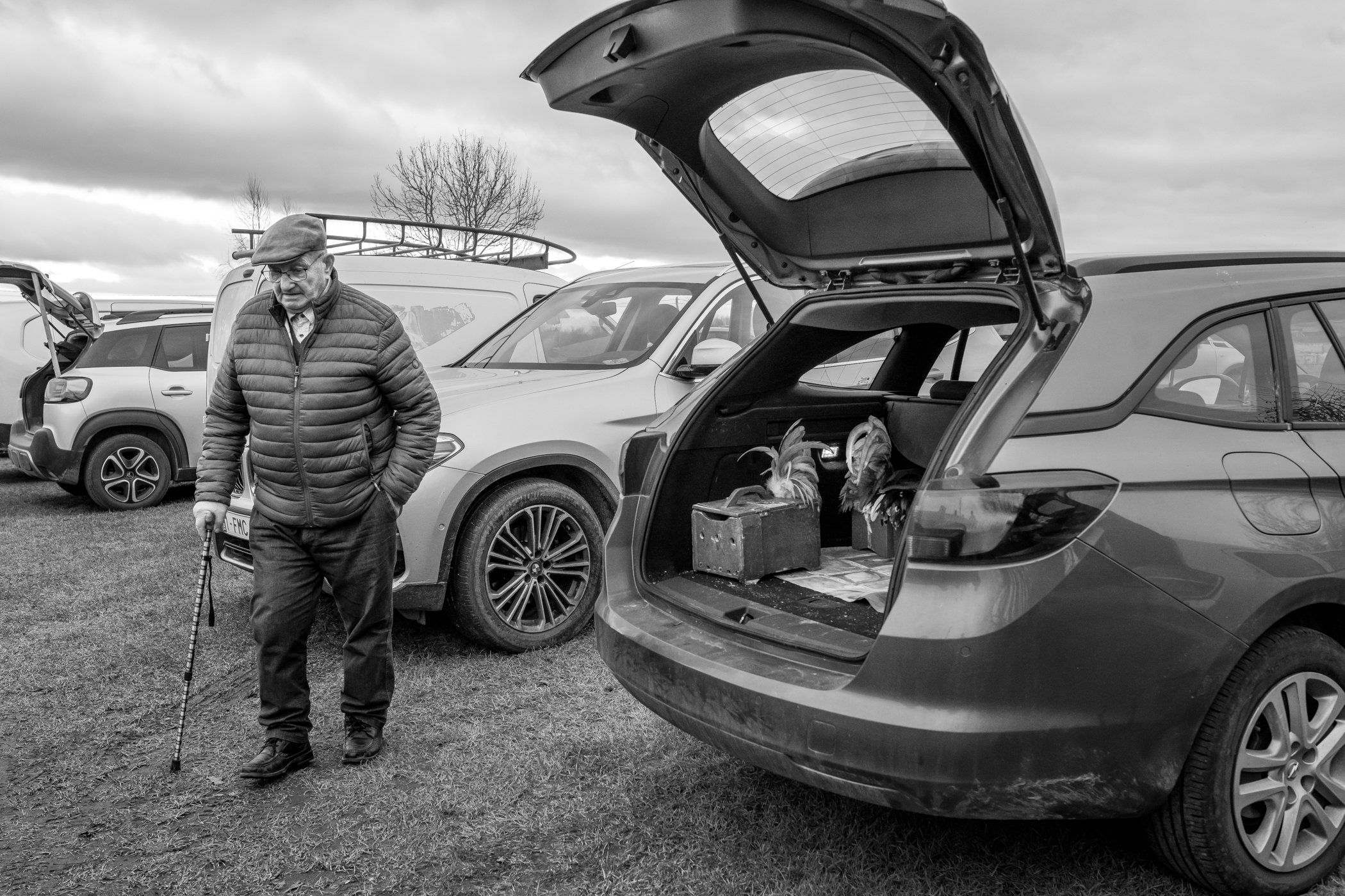Een man loopt met een wandelstok langs auto's, met een open kofferruimte waarin twee kalkoenen zitten, op een grasveld onder een bewolkte hemel.