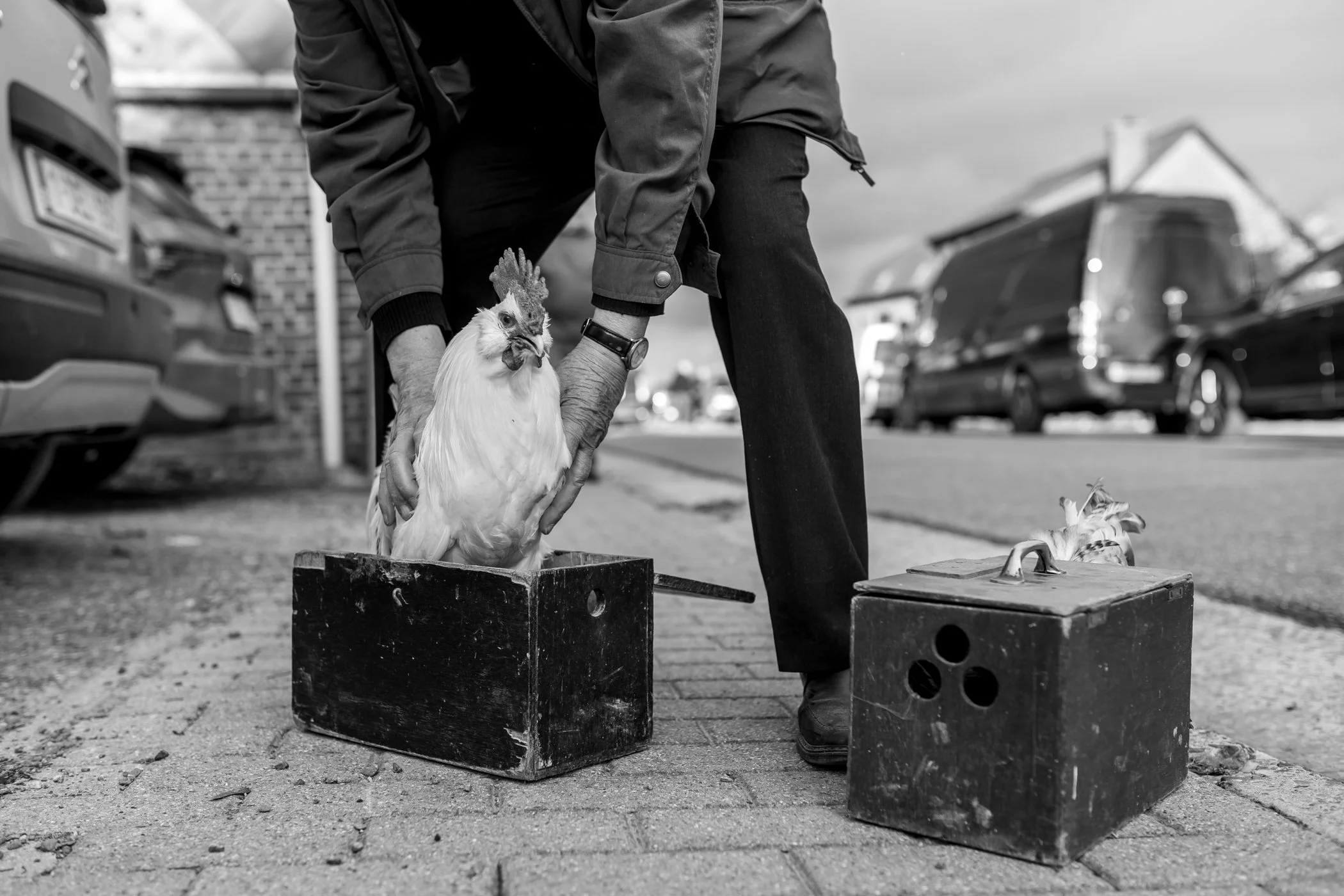 Een persoon plaatst een hoender in een houten doos op de stoep, met een andere houten doos ernaast, terwijl enkele auto's op de straat staan op de achtergrond.