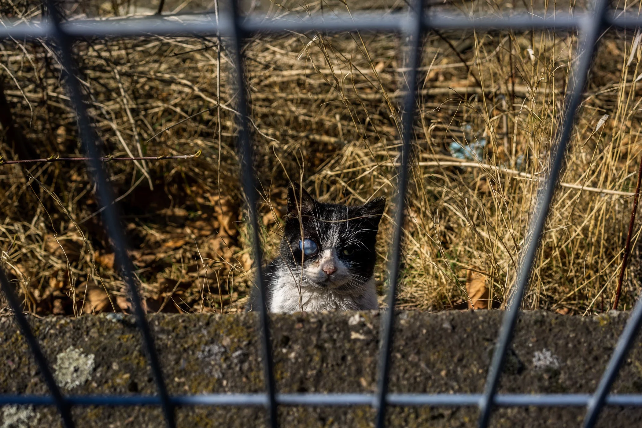 Een kitten met zwart en wit vacht kijkt door een metalen hek naar buiten, omgeven door droog gras en bladeren.