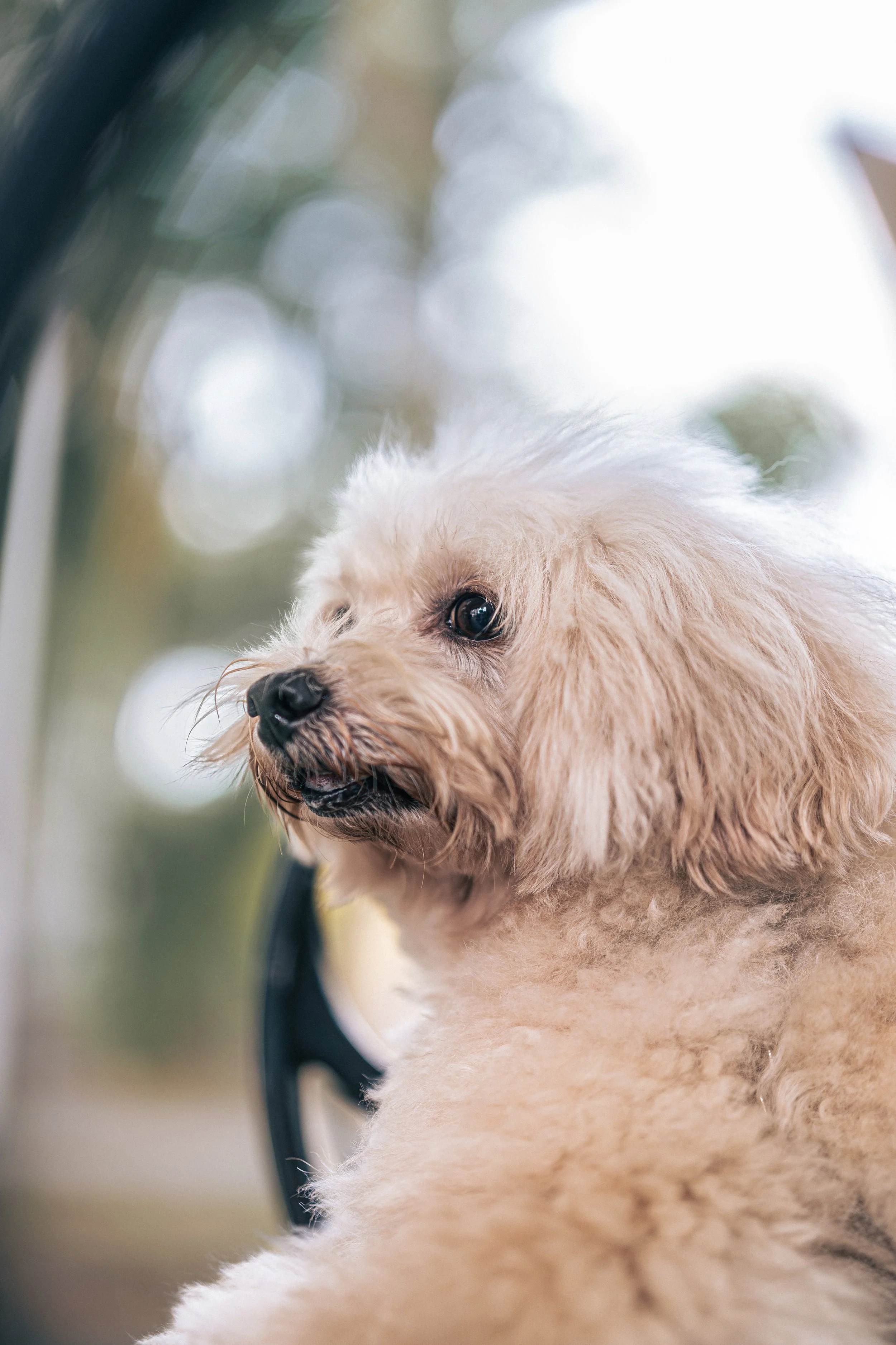 20260122- Bruno -01.jpg