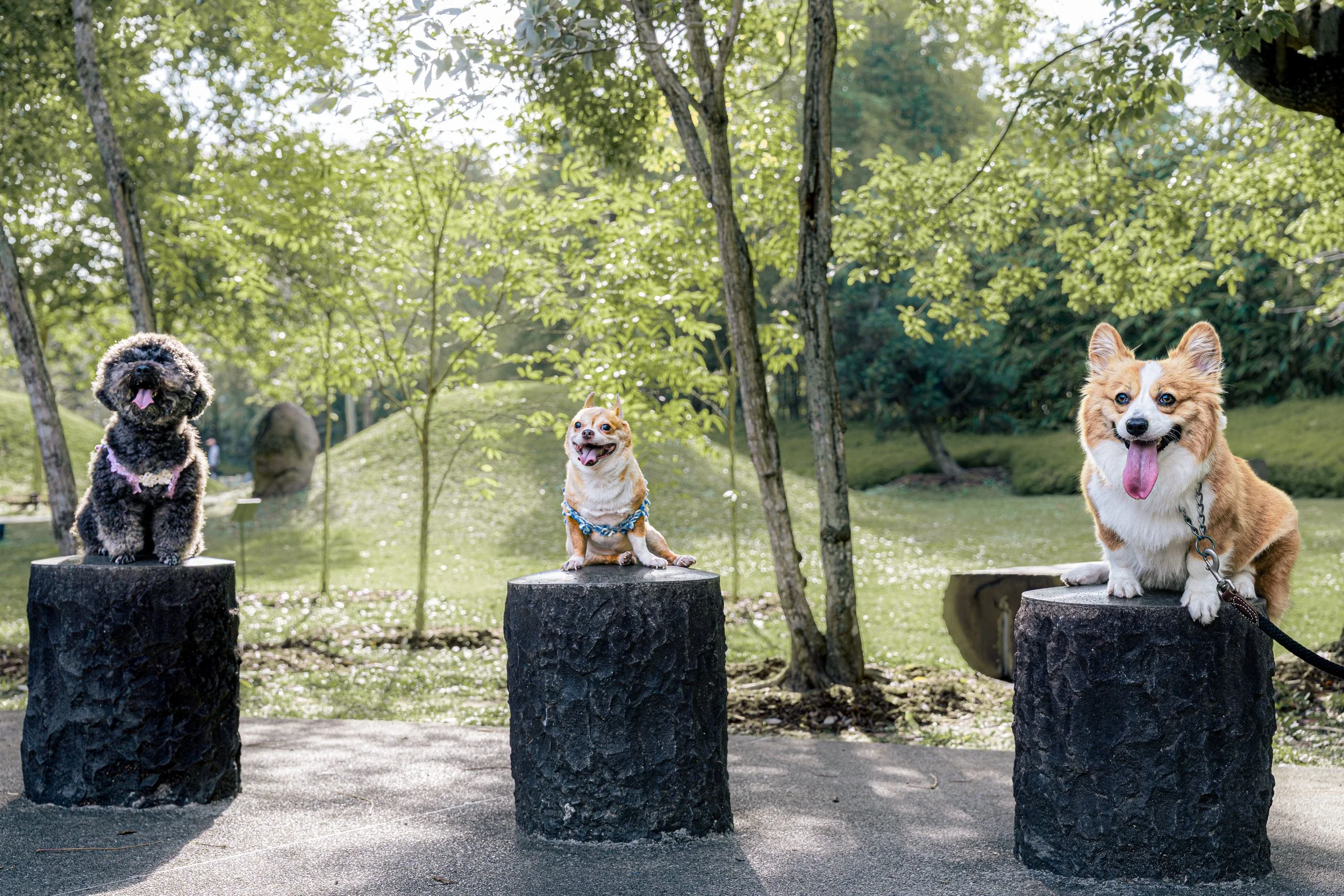 20260201- Didi, Wawa & Ellie-024.jpg