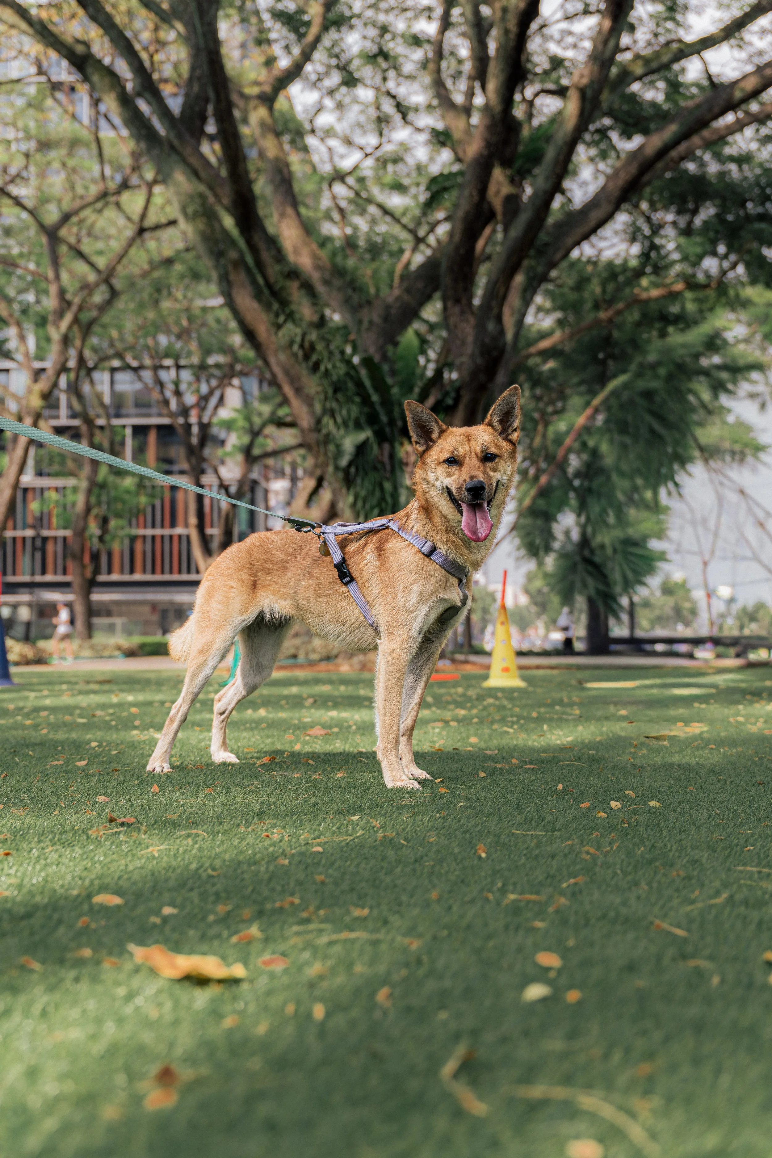 SMU PAW ANIMAL DAY 2026-075.jpg