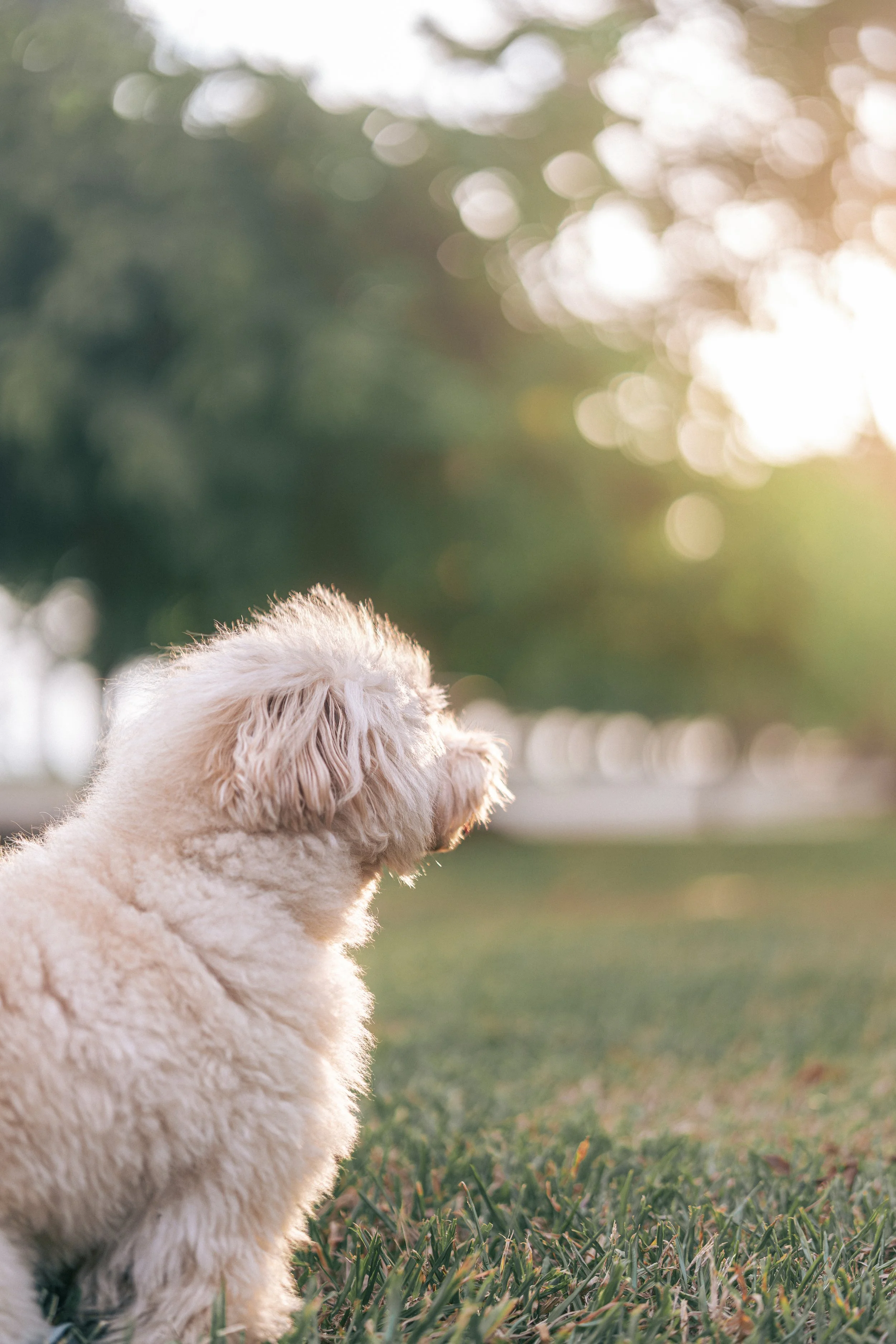 20260122- Bruno -010.jpg