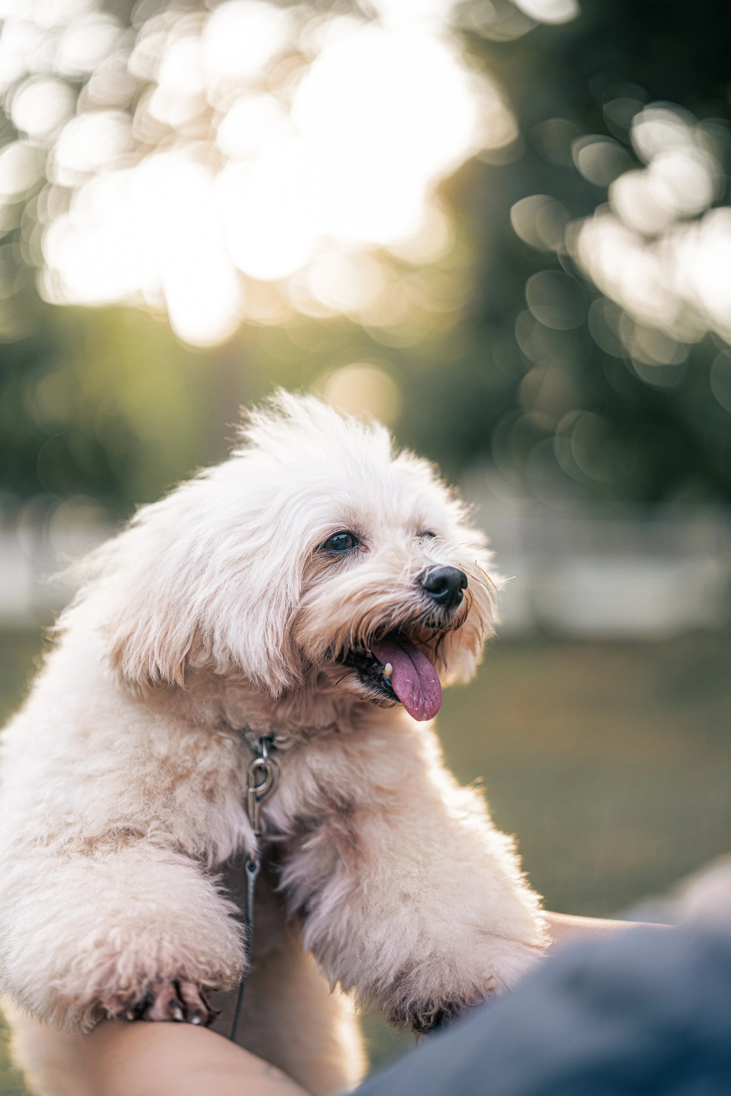 A light-colored fluffy puppy with its tongue out, being held outdoors during sunset with blurred trees in the background.