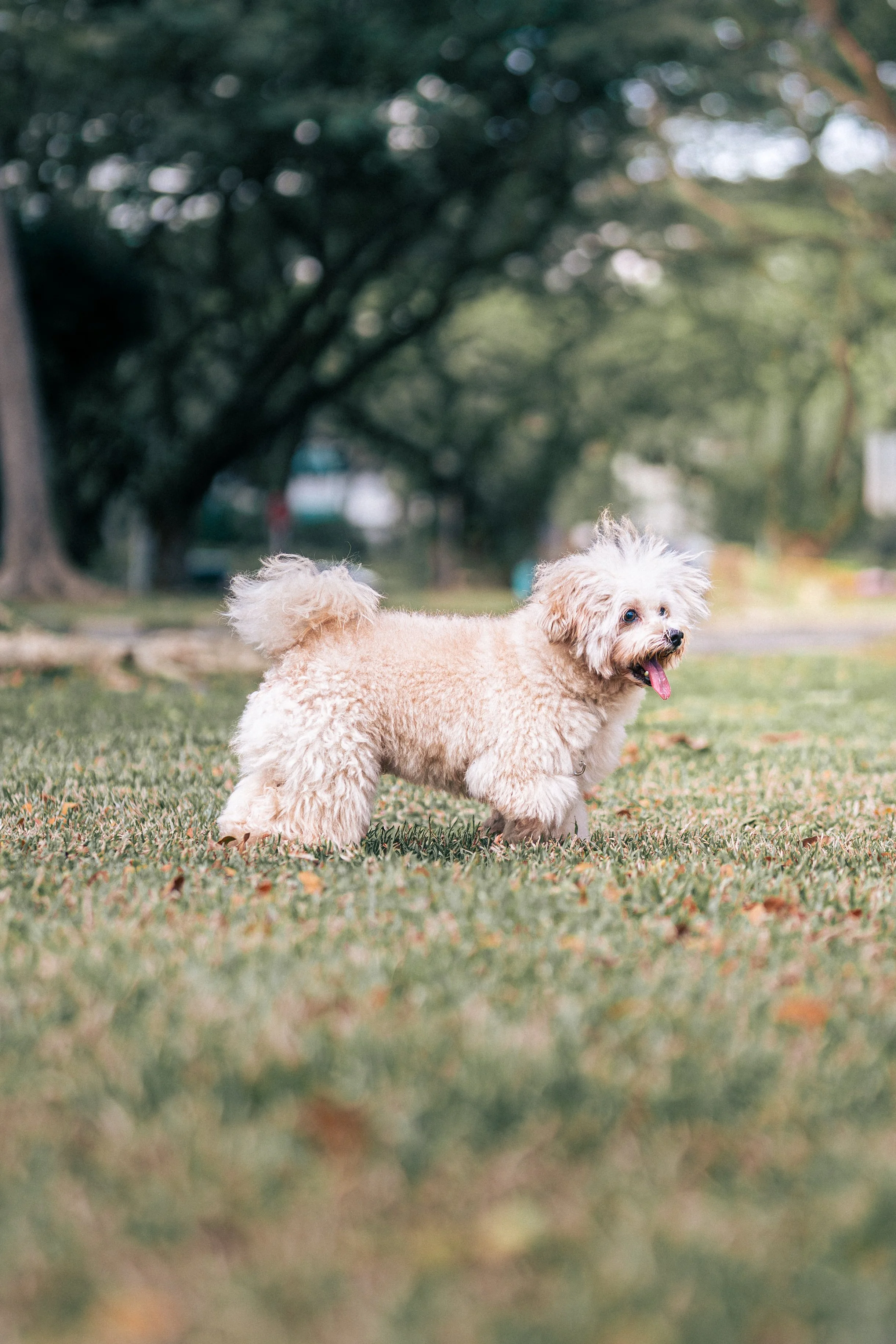 20260122- Bruno -08.jpg