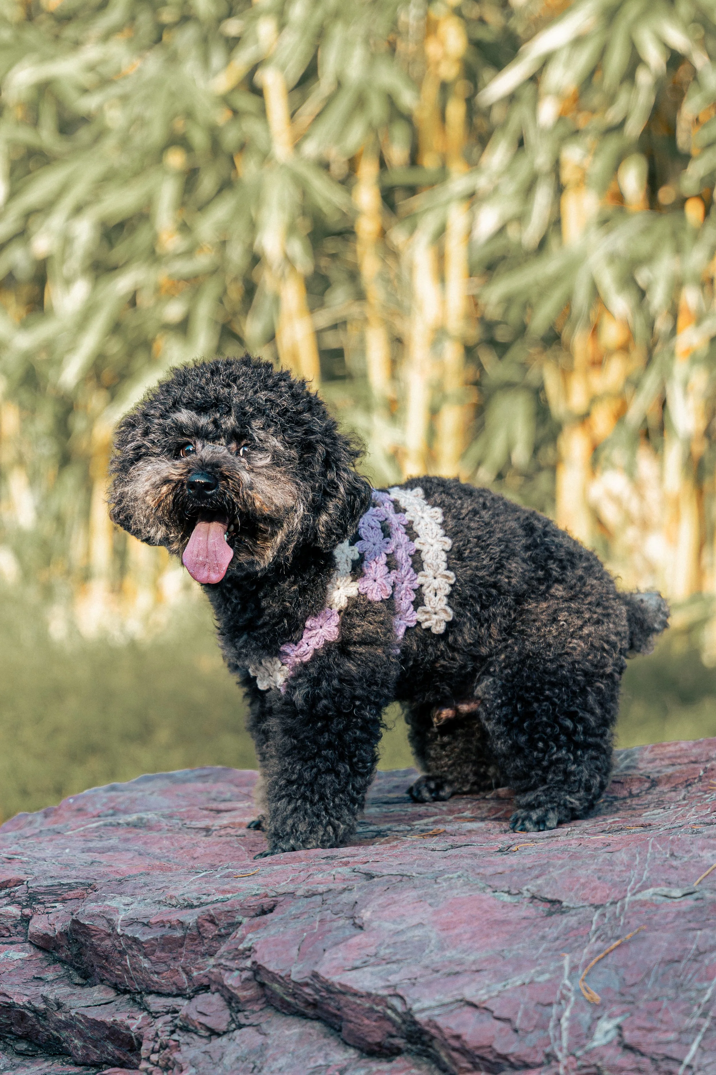 A small black fluffy poodle wearing a colorful floral harness standing on a pinkish rock with a background of tall green bamboo plants.