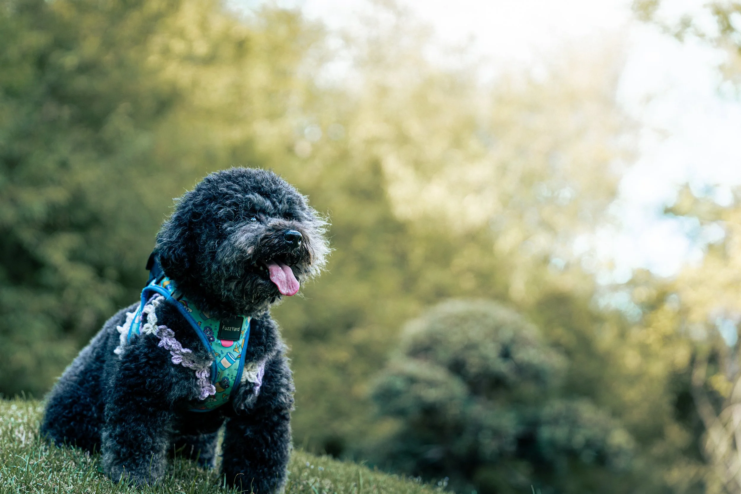 20260201- Didi, Wawa & Ellie-022.jpg