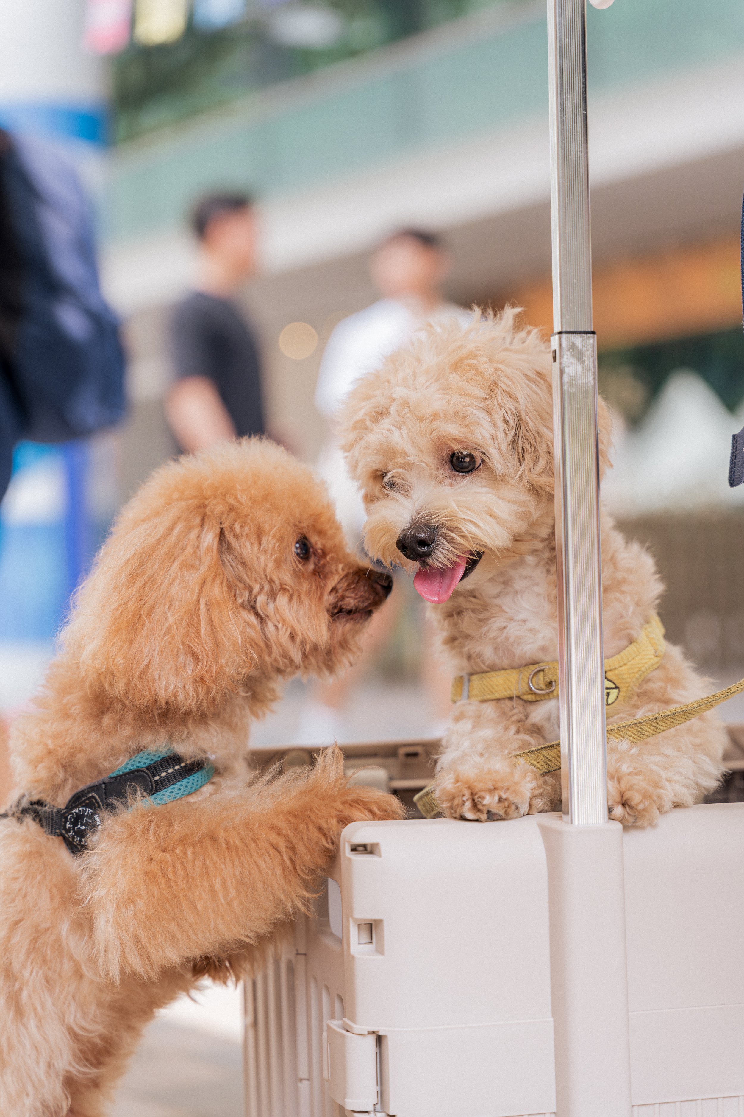 SMU PAW ANIMAL DAY 2026-031.jpg