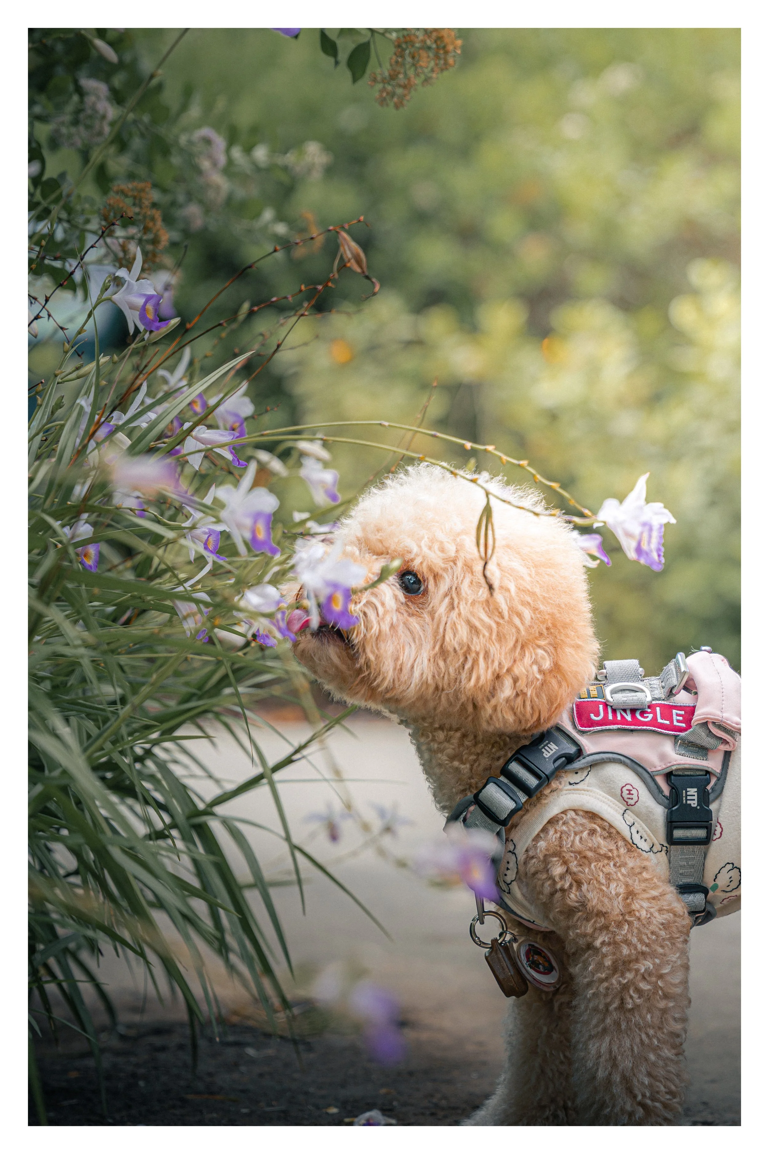A small, curly-haired, tan poodle puppy wearing a harness that says 'JINGLE.' The puppy is sniffing purple and white flowers in a garden with greenery in the background.