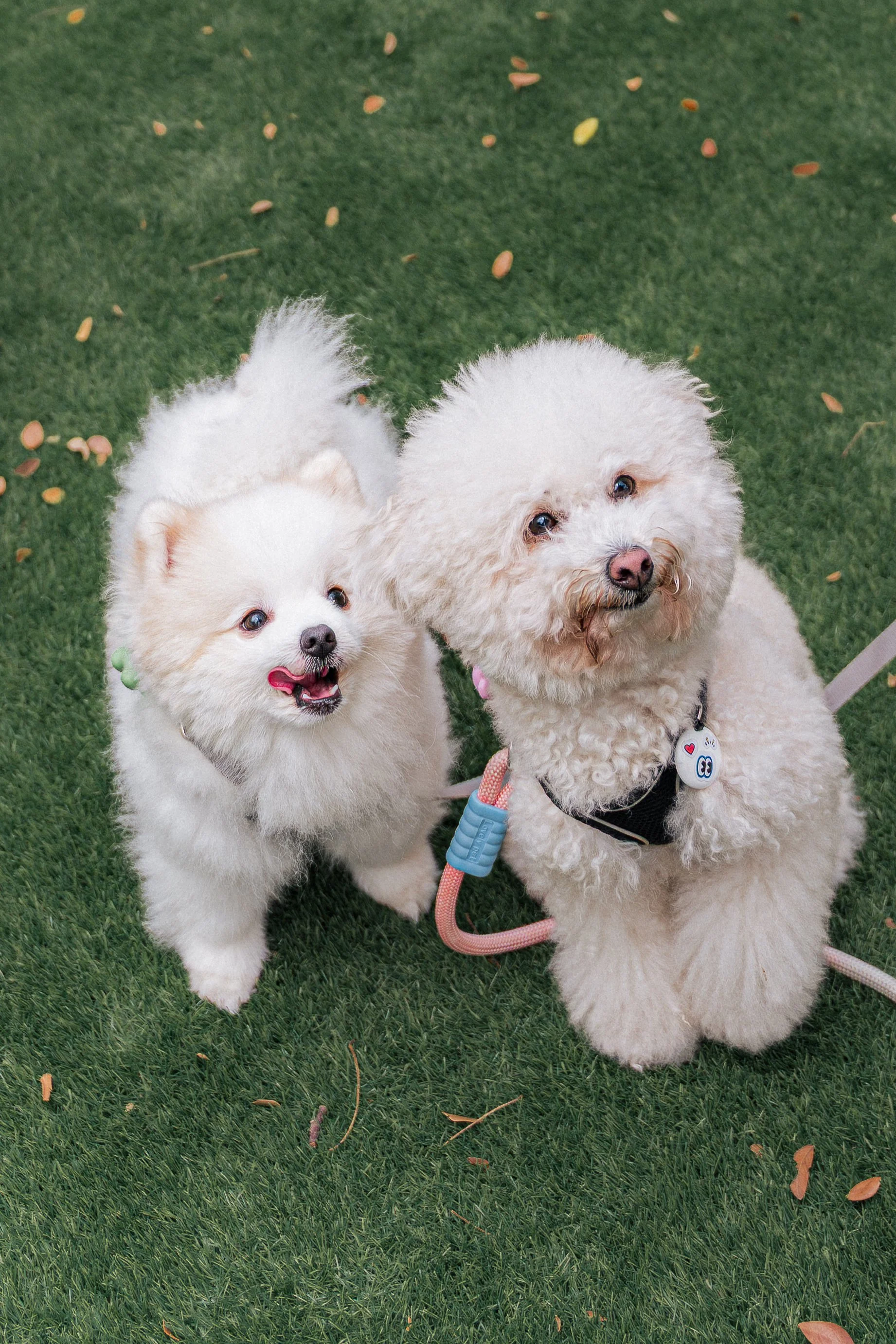 SMU PAW ANIMAL DAY 2026-025.jpg