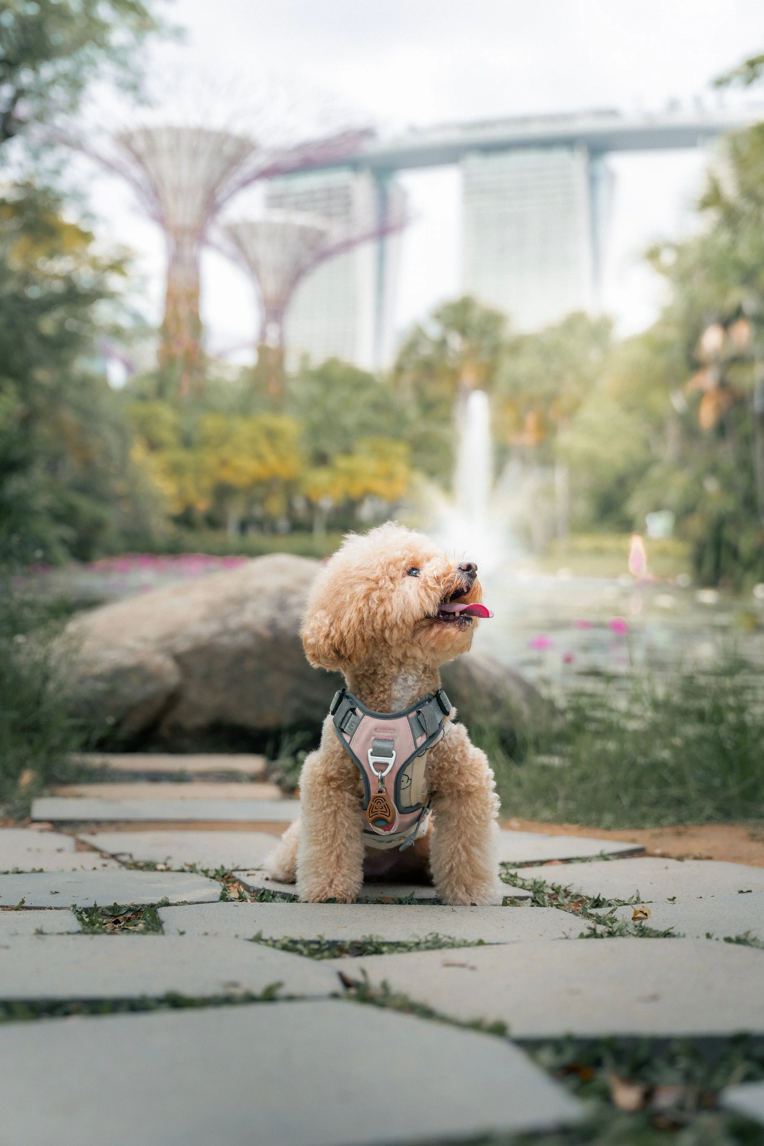 A small, curly-haired dog wearing a harness sitting on a stone pathway in a park with a large rock, green trees, water fountain, and the Marina Bay Sands hotel with its boat-shaped top in the background.