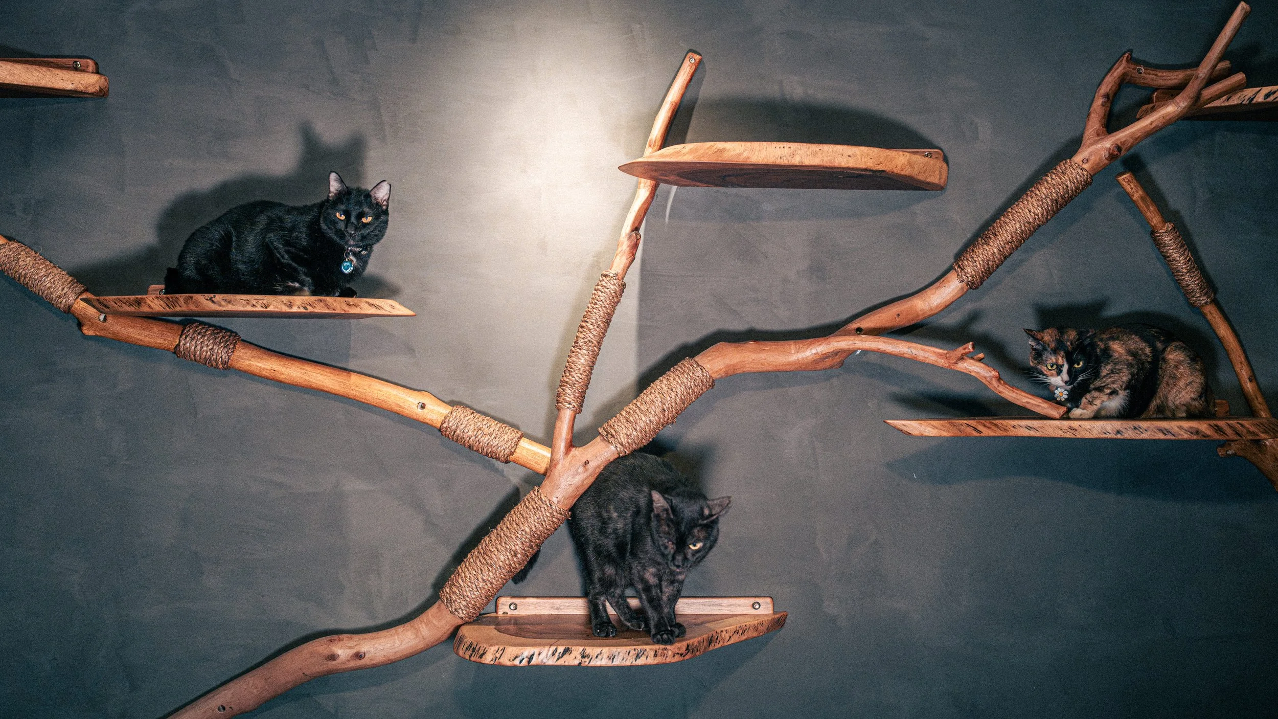 Three cats on a wooden tree-shaped cat tree against a dark wall.
