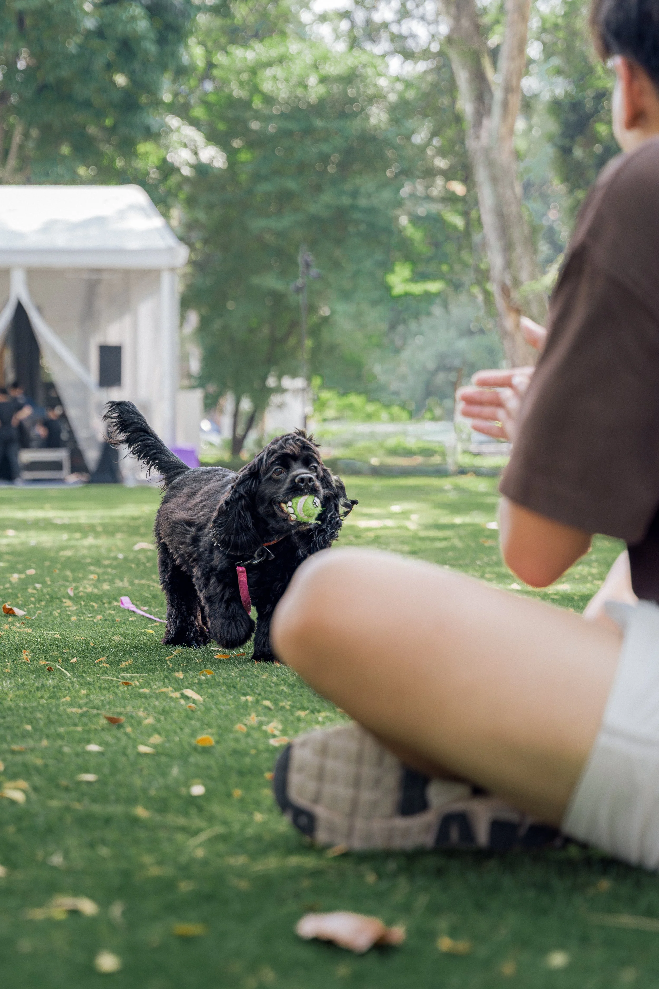 SMU PAW ANIMAL DAY 2026-060.jpg