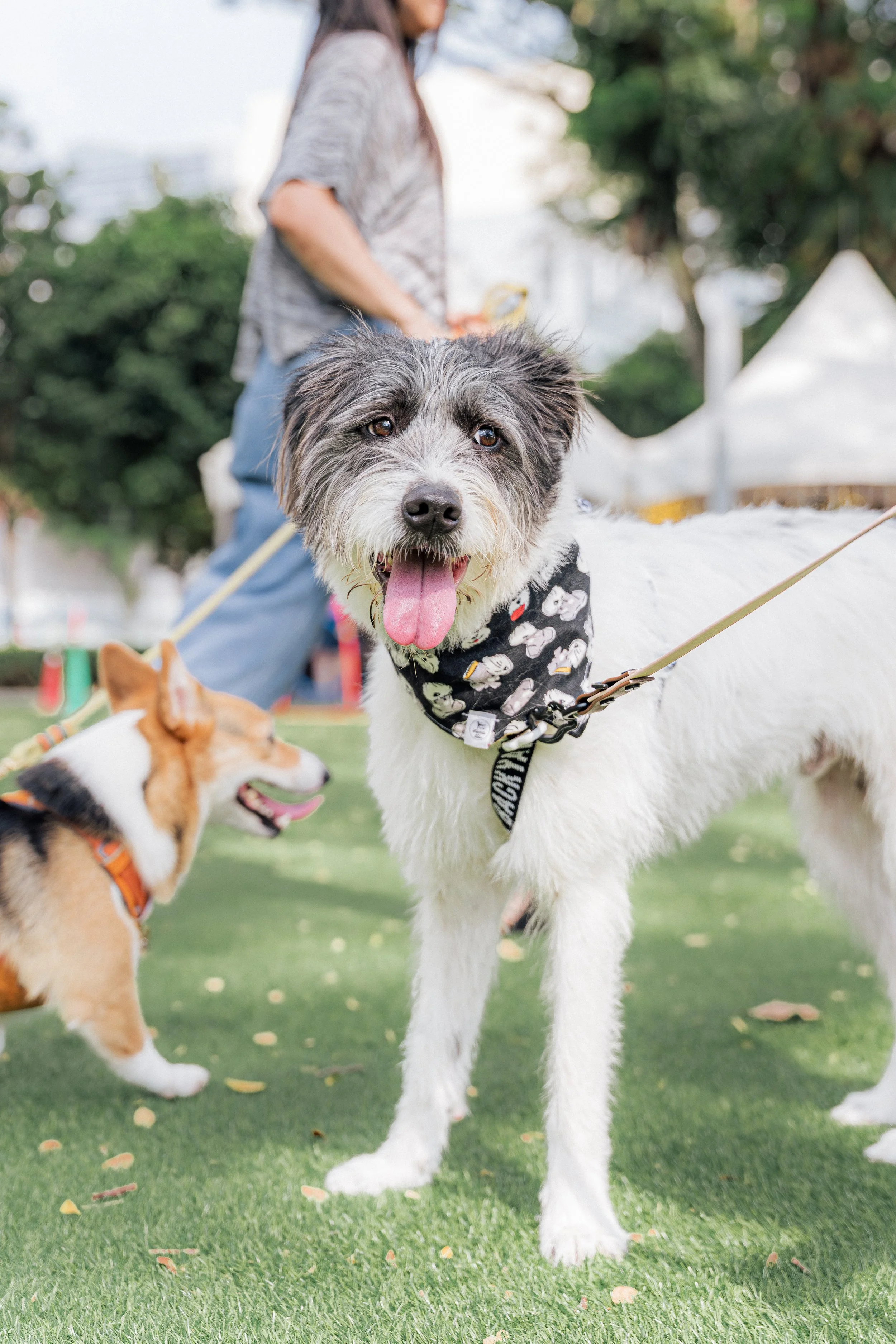 SMU PAW ANIMAL DAY 2026-078.jpg