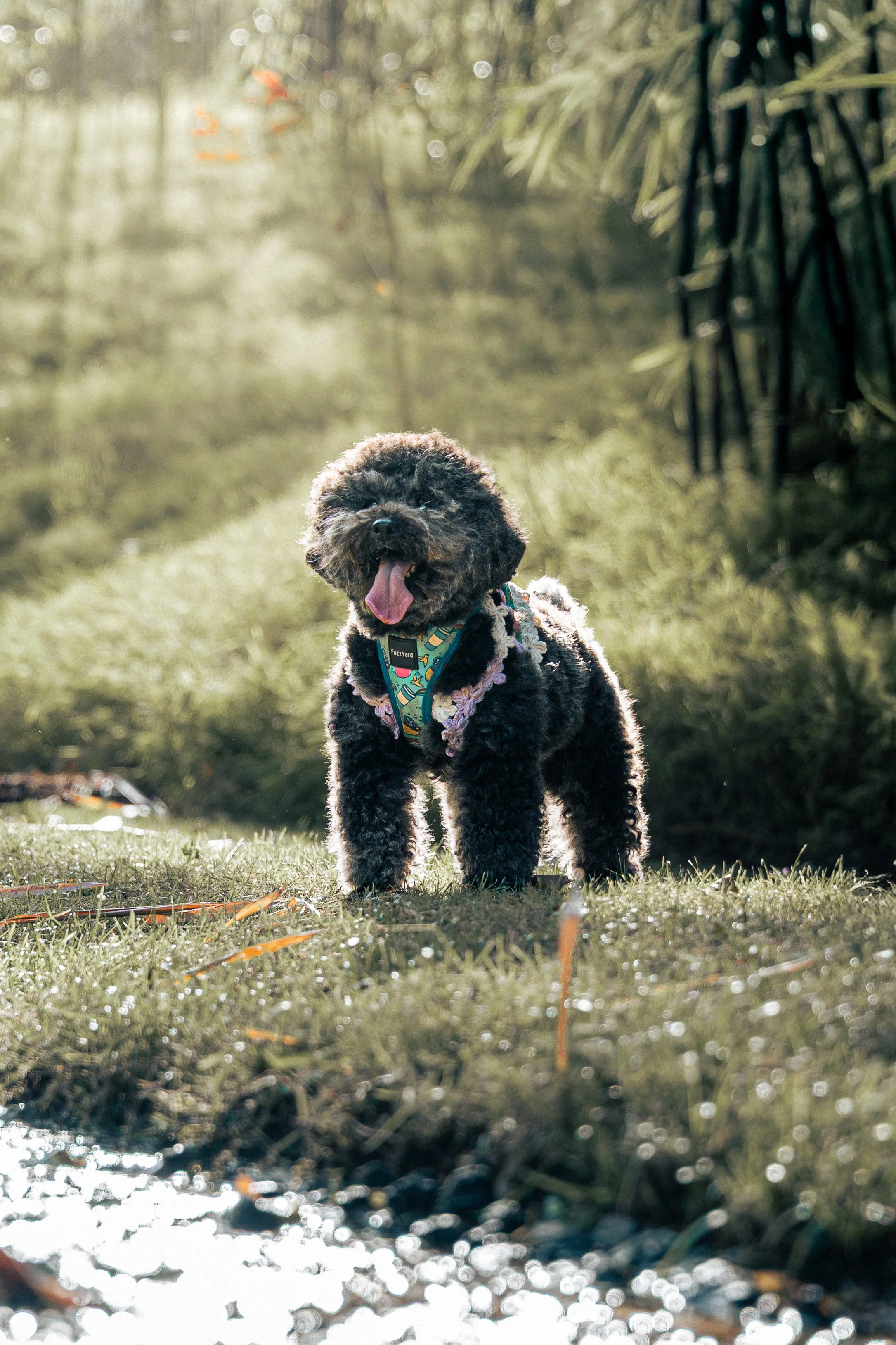 20260201- Didi, Wawa & Ellie-09.jpg