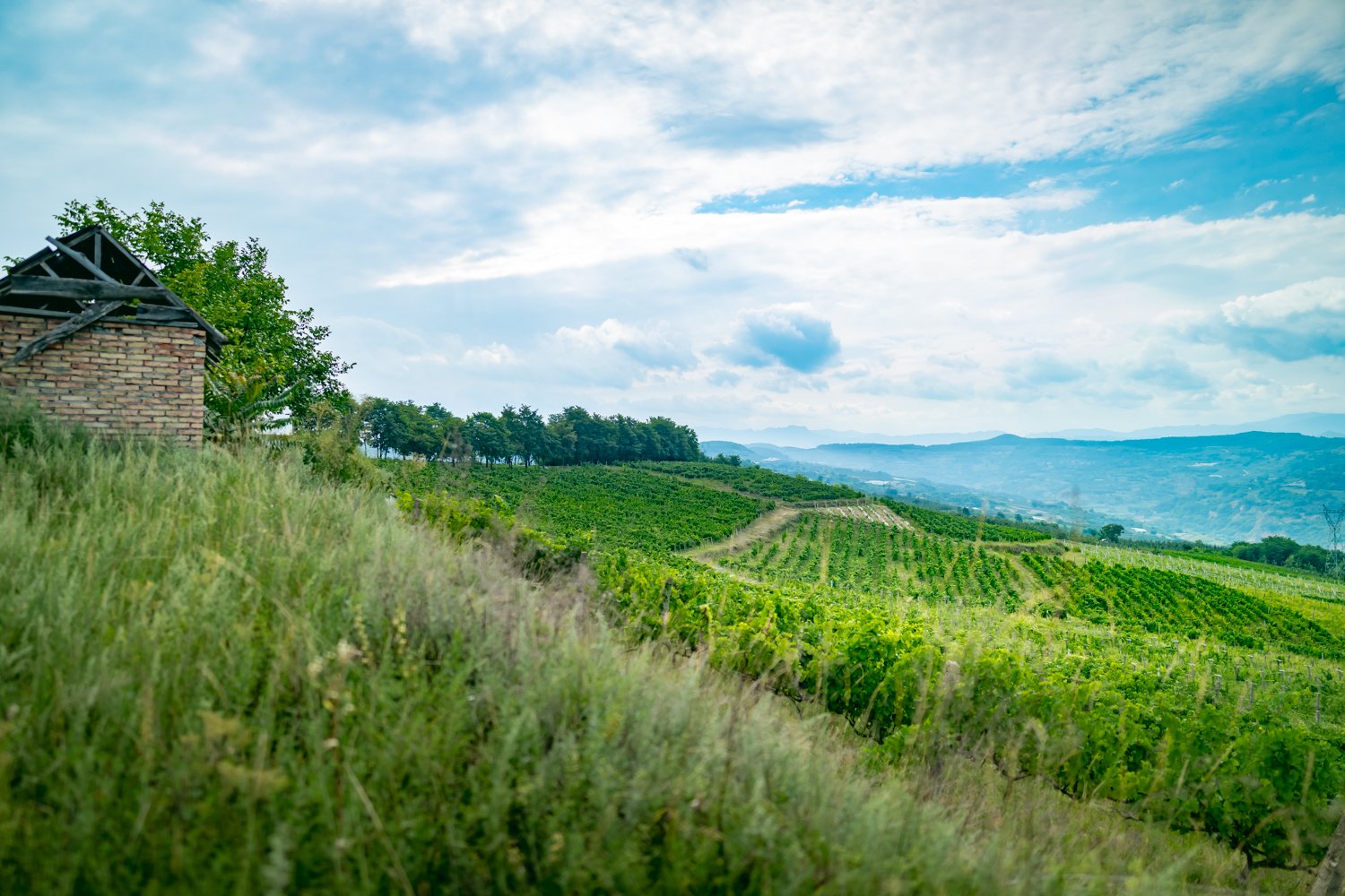Viñedo de altura en Tianshui, Gansu, China — colinas verdes donde nace el Pinot Noir Perdue de XiaoPu