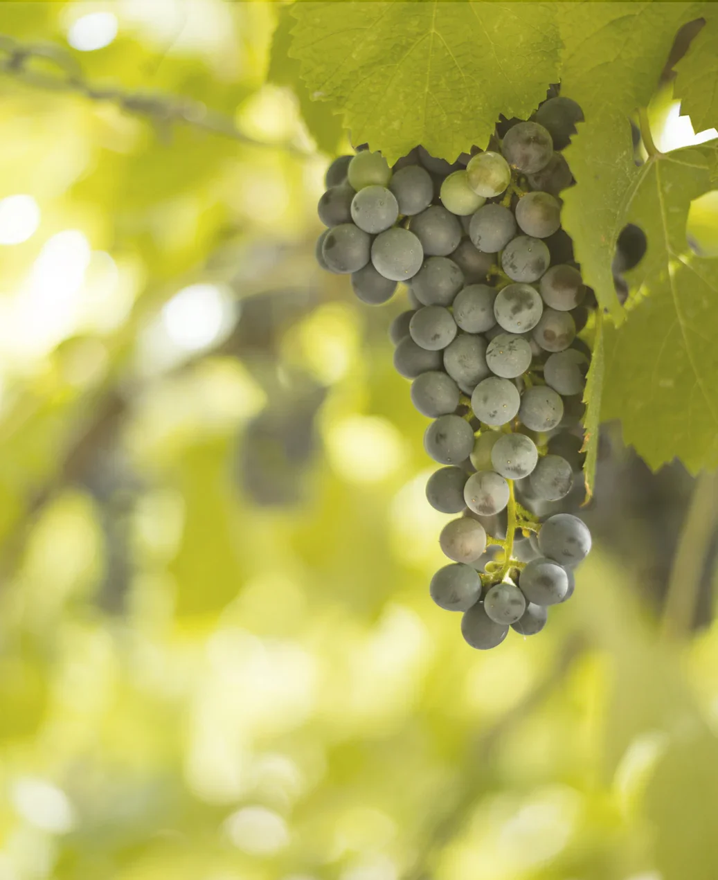 OurGrapes_05_Beichun.webp