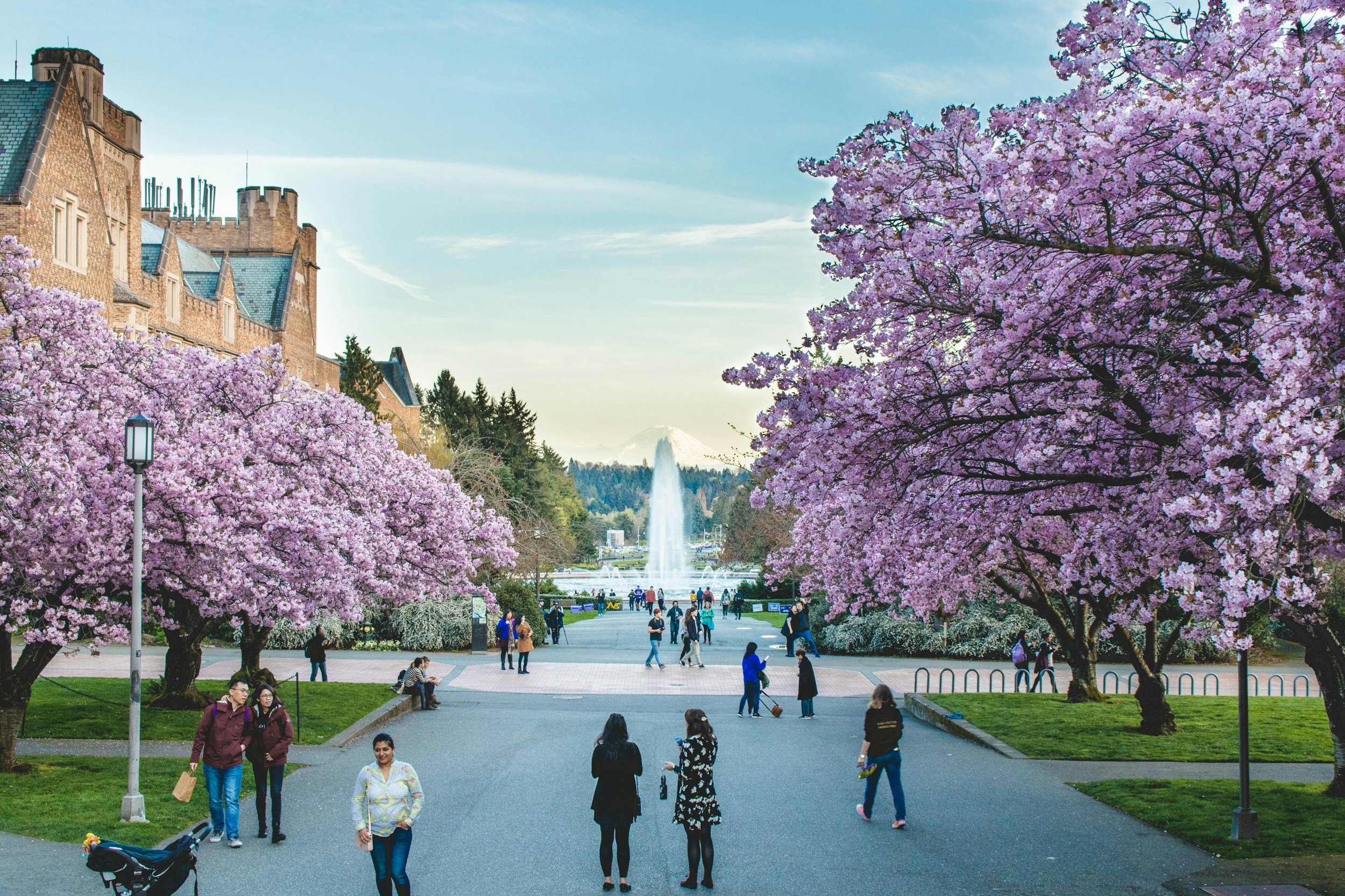 Park with pink cherry blossom trees, people walking, a fountain in the background, and Mount Rainier in the distance.