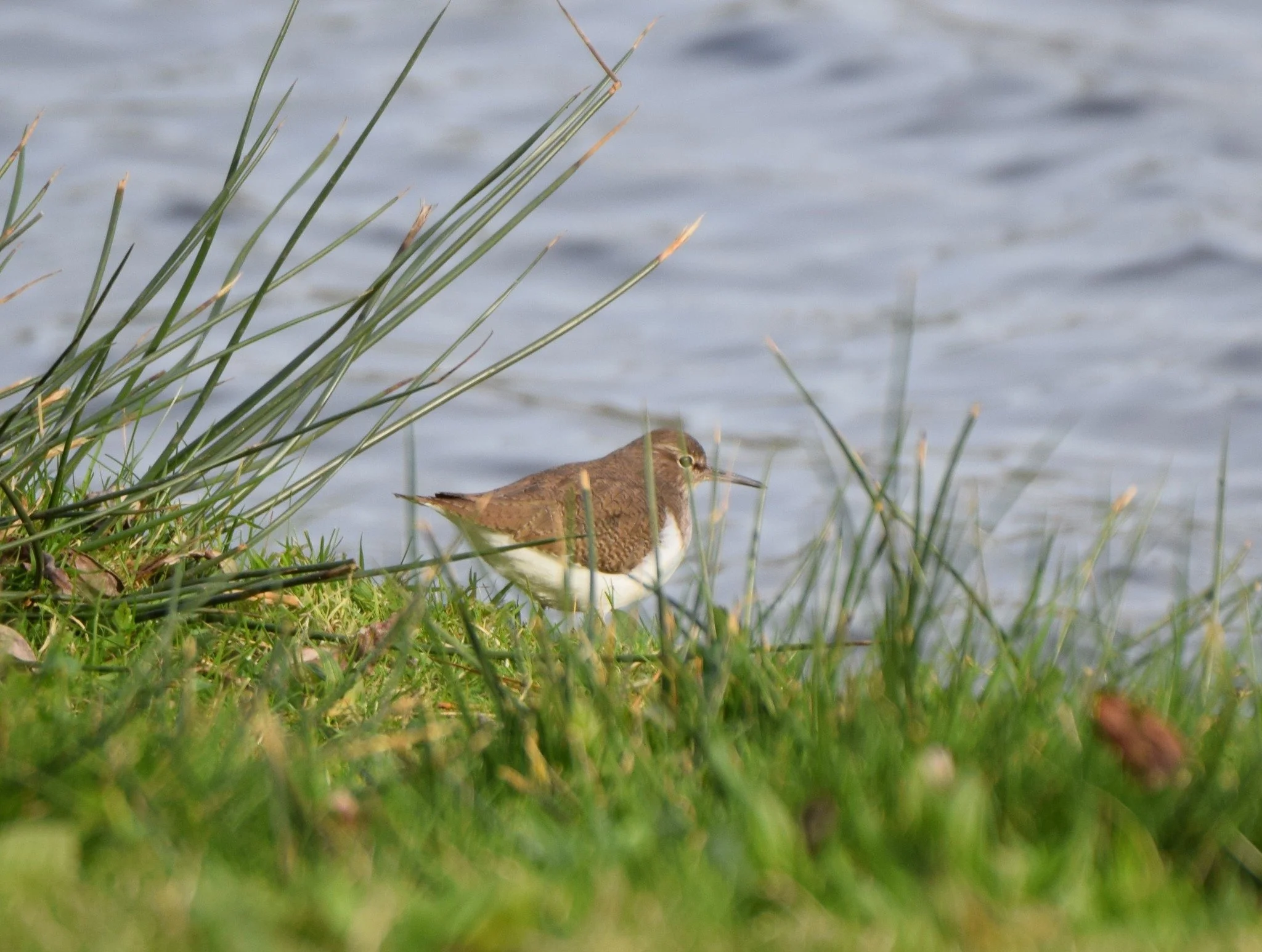 Un oiseau brun et blanc se trouve parmi de l'herbe près de l'eau, avec des tiges d'herbe en premier plan.