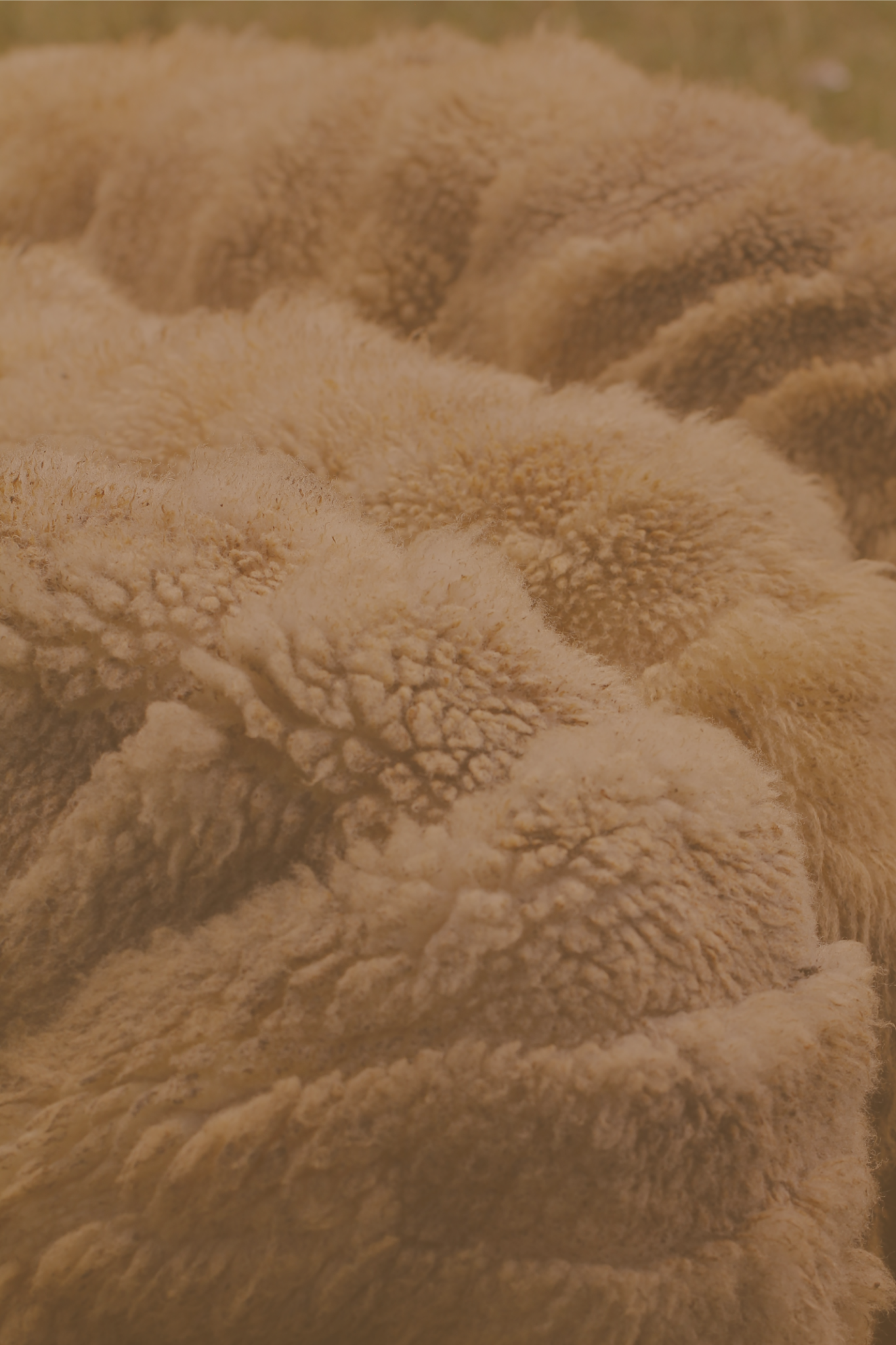 Abstract wool texture representing interdisciplinary institutional strategy and resilient social impact architecture