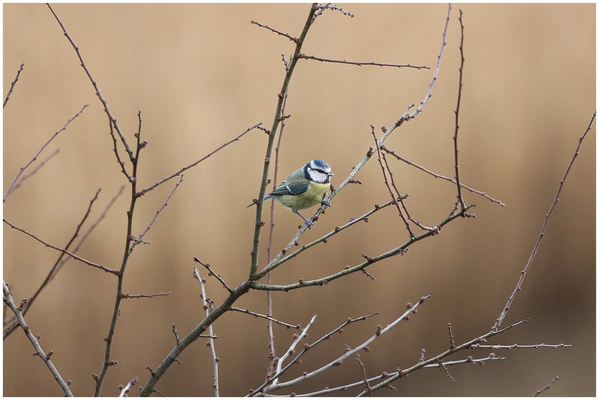 A small blue and yellow bird perched on a thin, leafless branch of a tree against a blurred brown background.