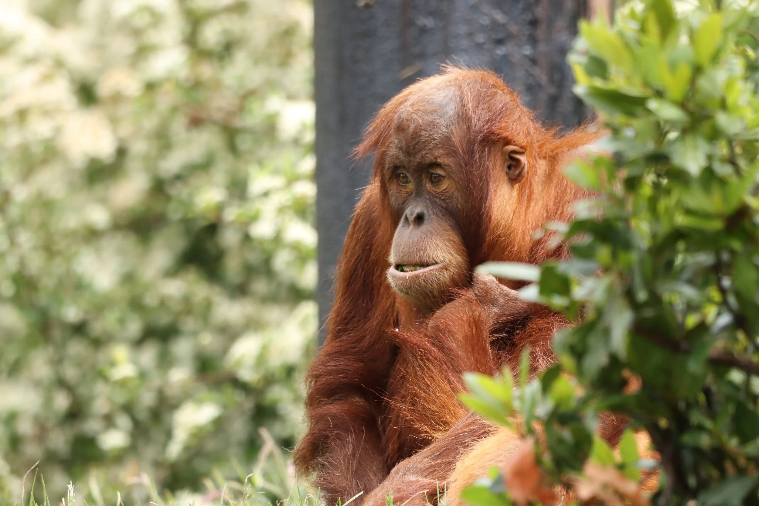 Young orangutan sitting outdoors among green foliage, looking to the side with a thoughtful expression.
