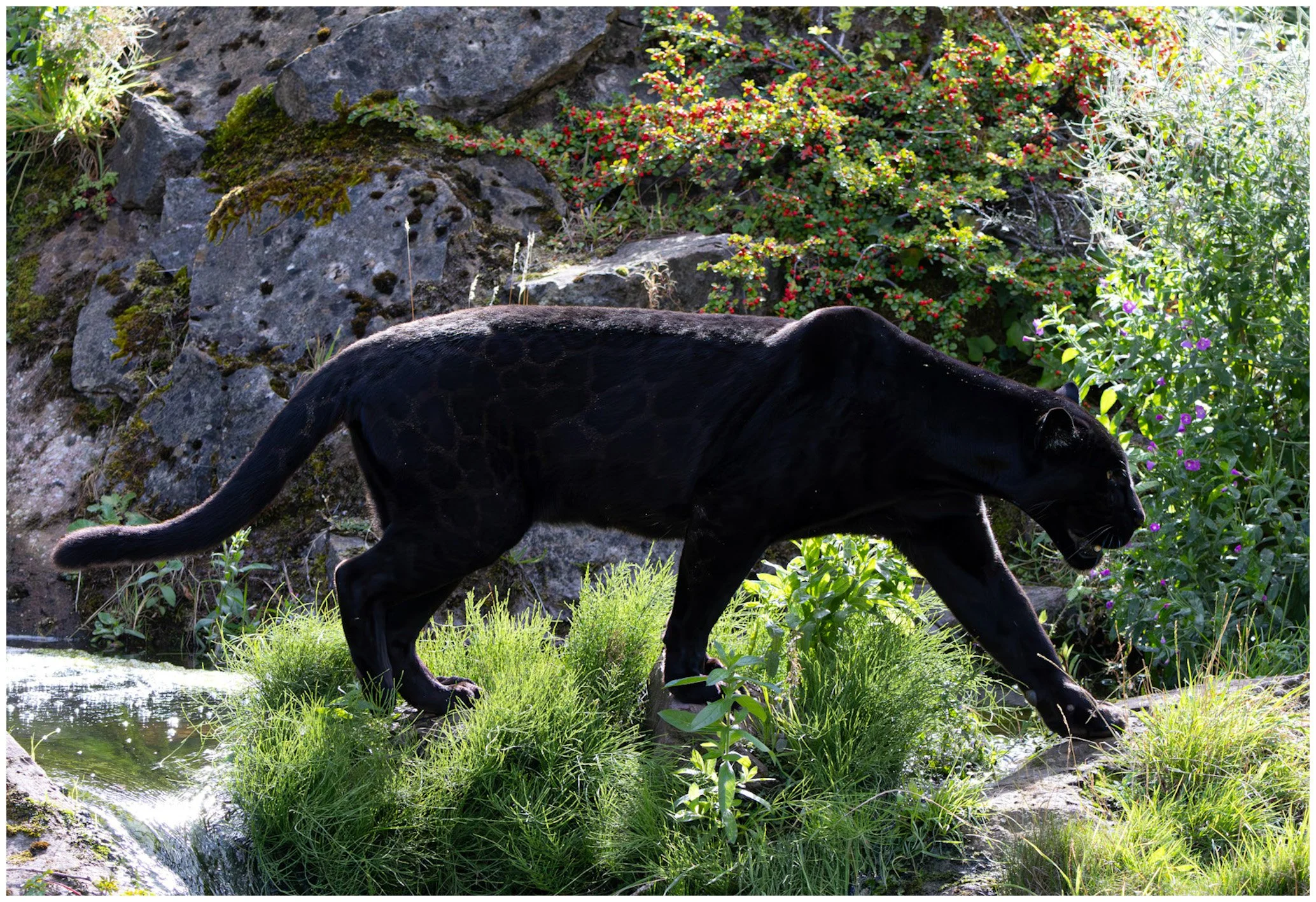 A black panther walking on green grass near rocks and plants in a natural environment.