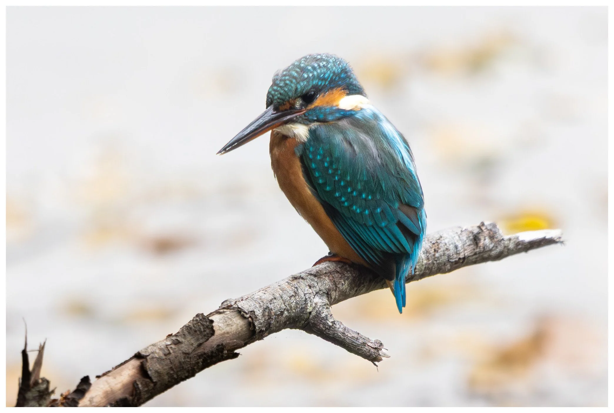 Colorful kingfisher bird perched on a branch.