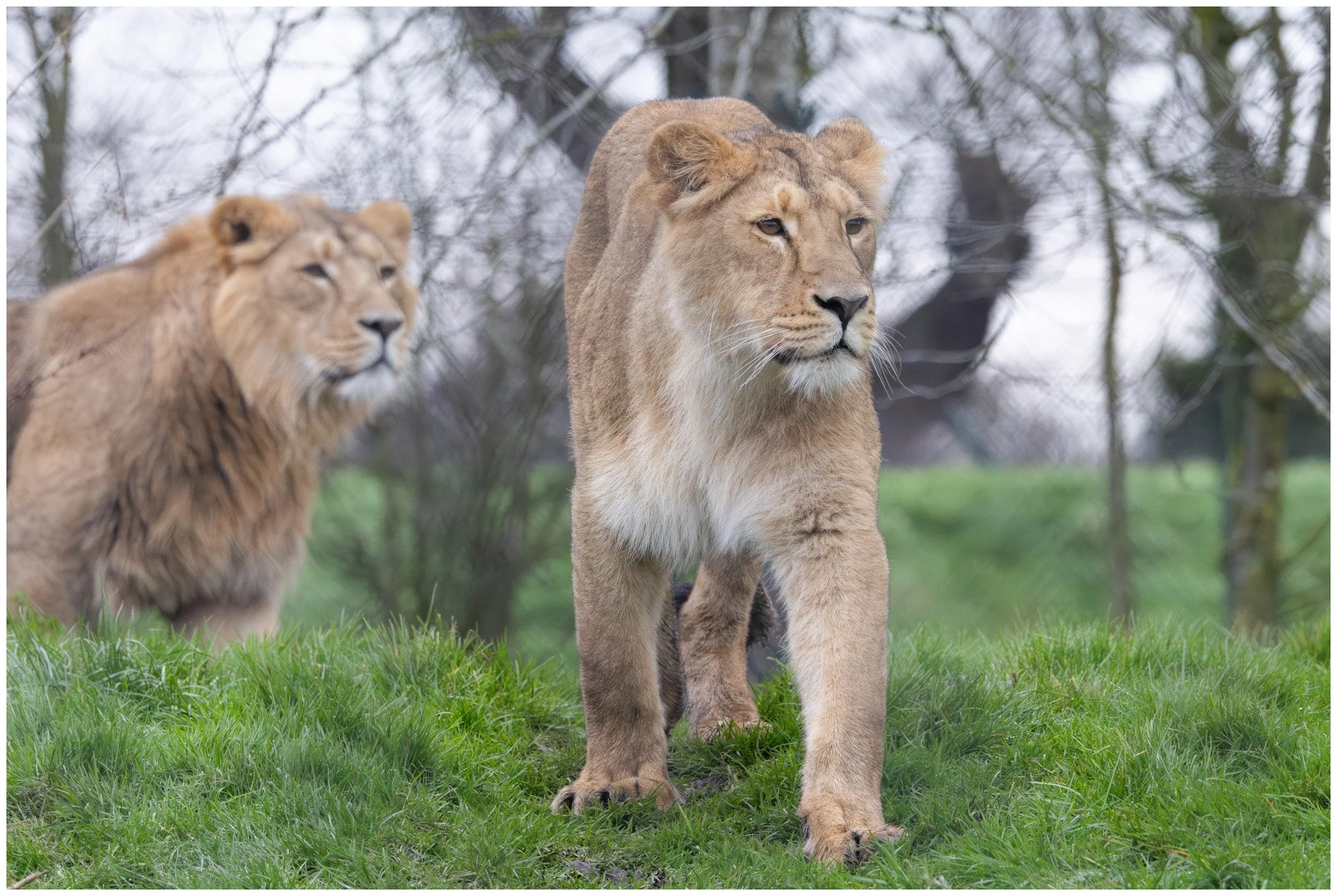 Two lions, a female in the foreground and a male in the background, walking on grass with trees in the background.