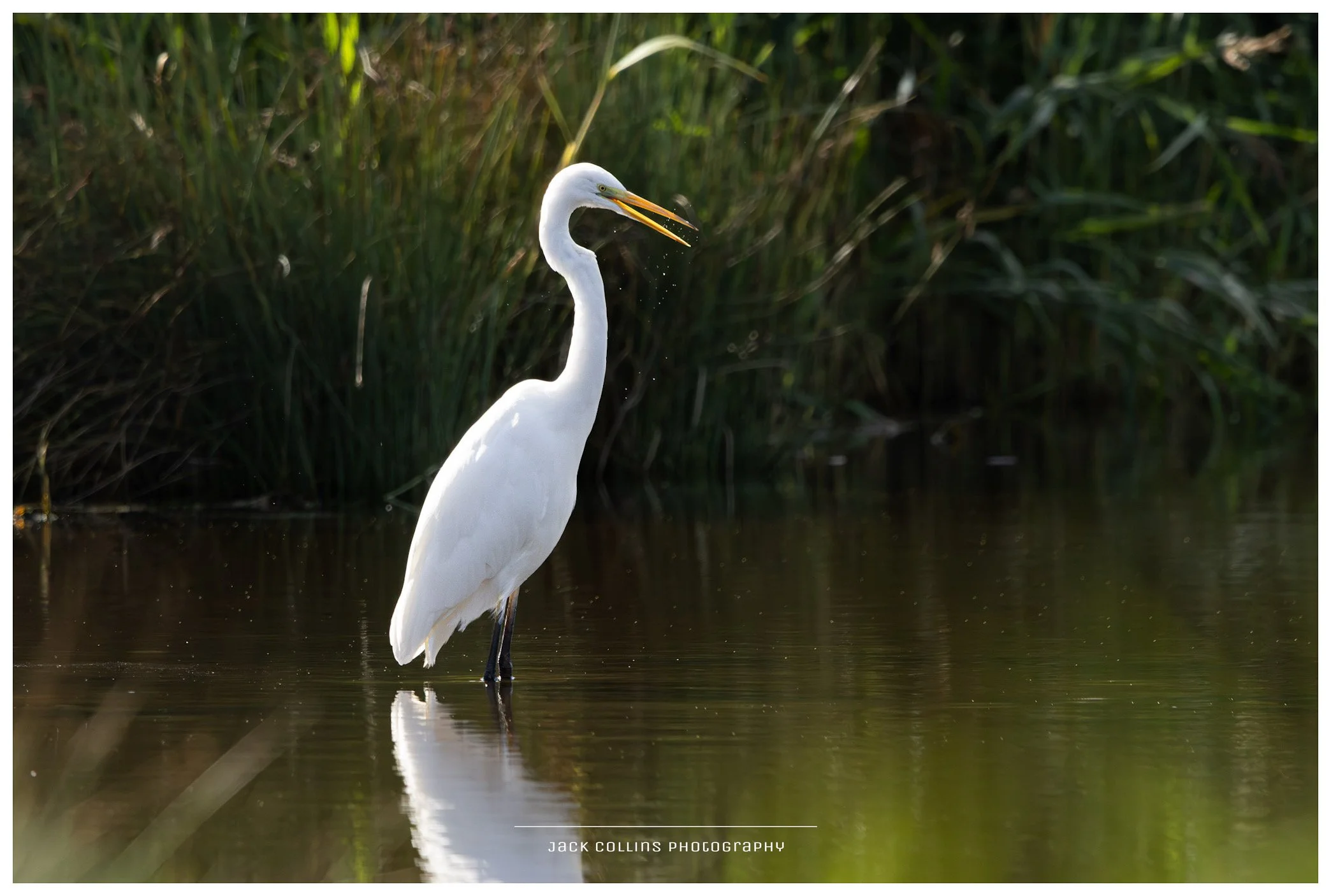 A white heron standing in shallow water near tall green grass, with water droplets falling from its open beak.