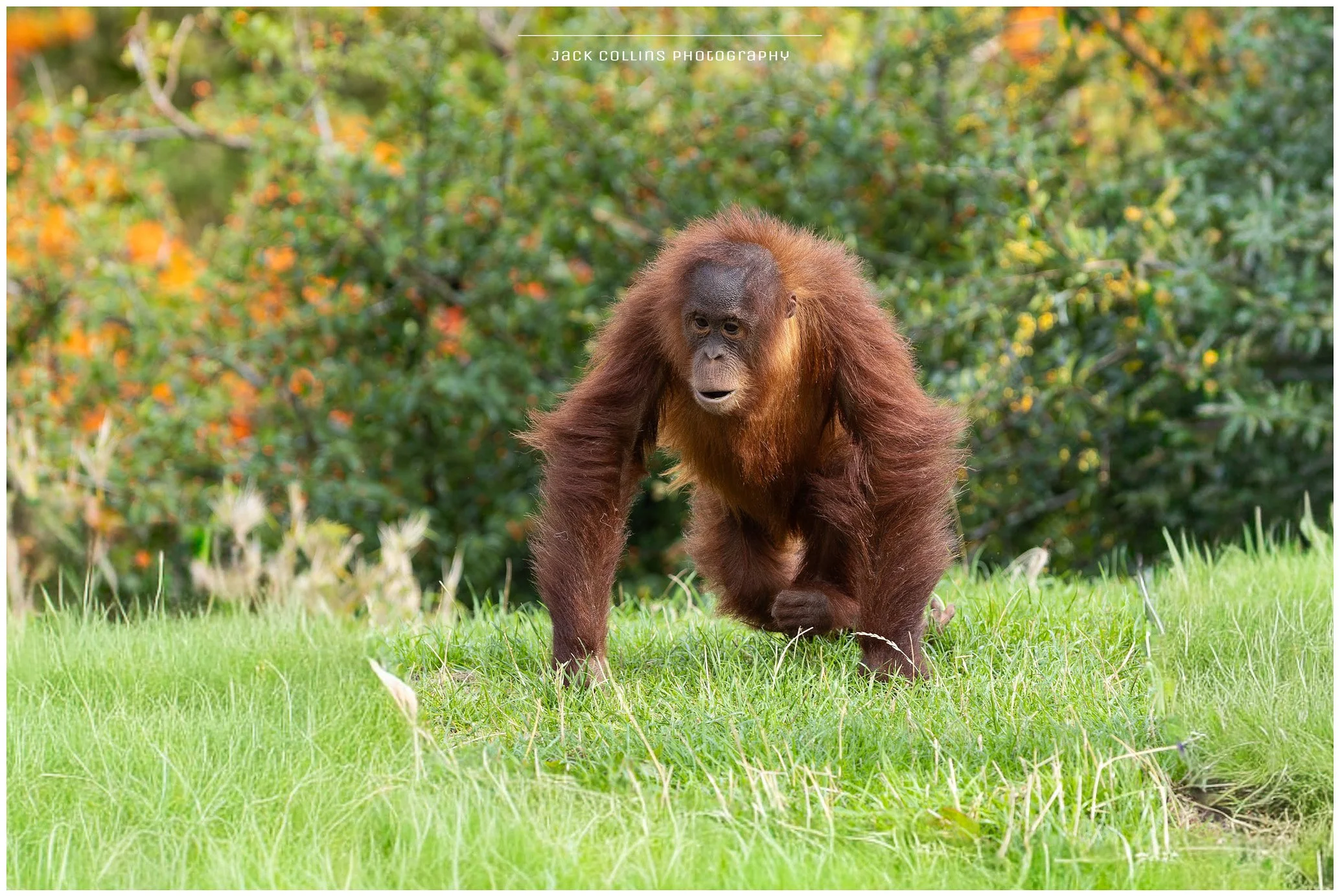 Young orangutan walking on green grass in a natural habitat with trees and orange foliage in the background.