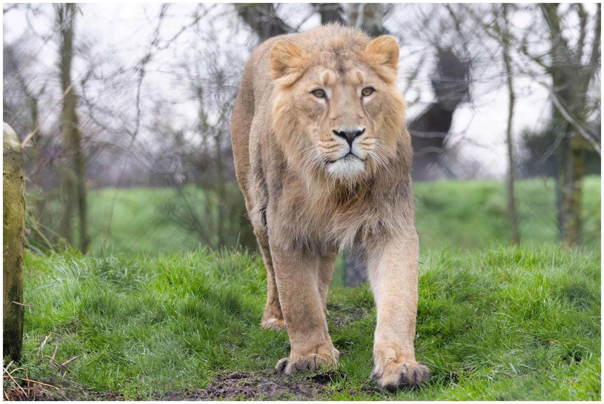 A lion walking on green grass in a wooded area.