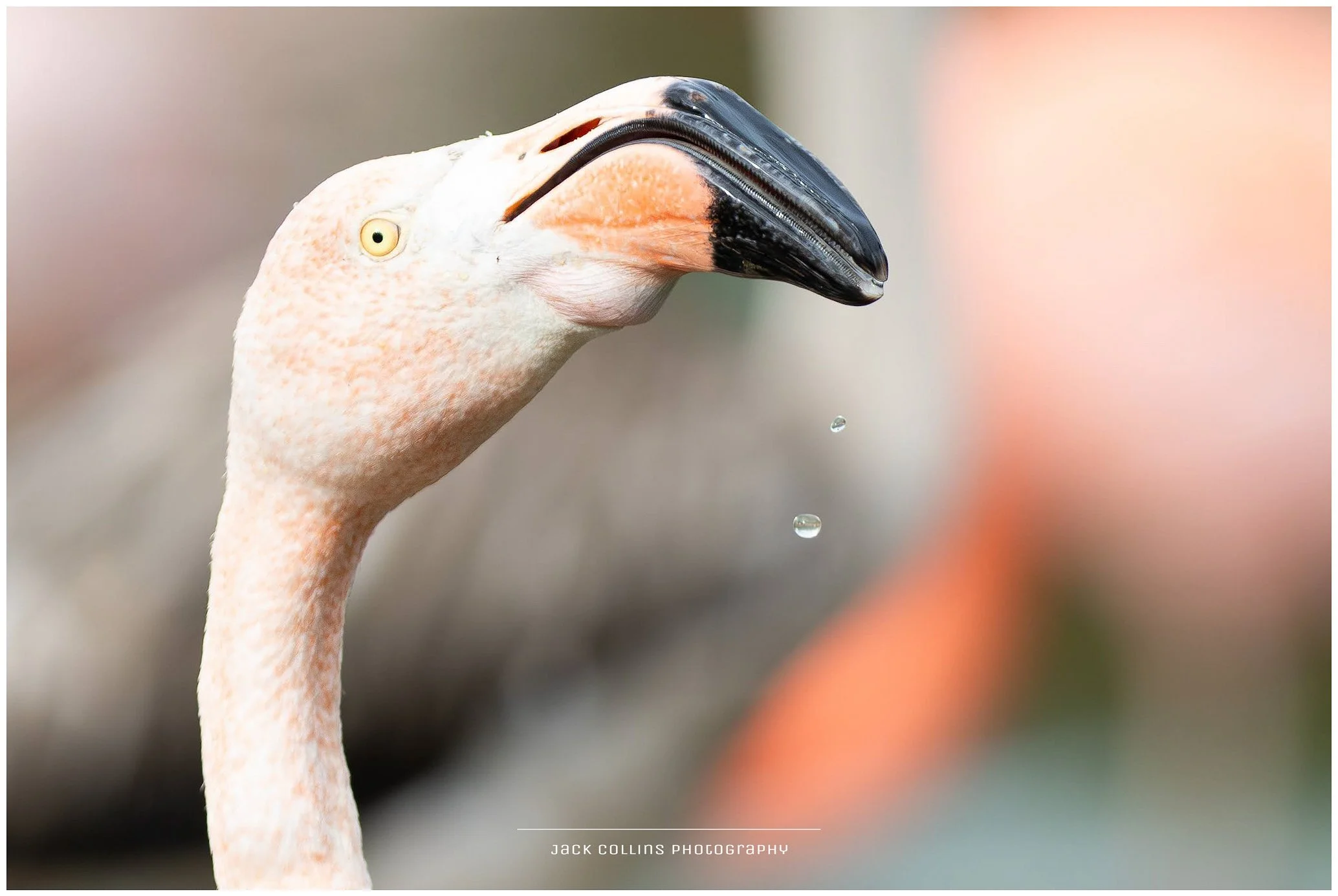 Close-up of a flamingo's head and neck with water droplets falling from its beak.