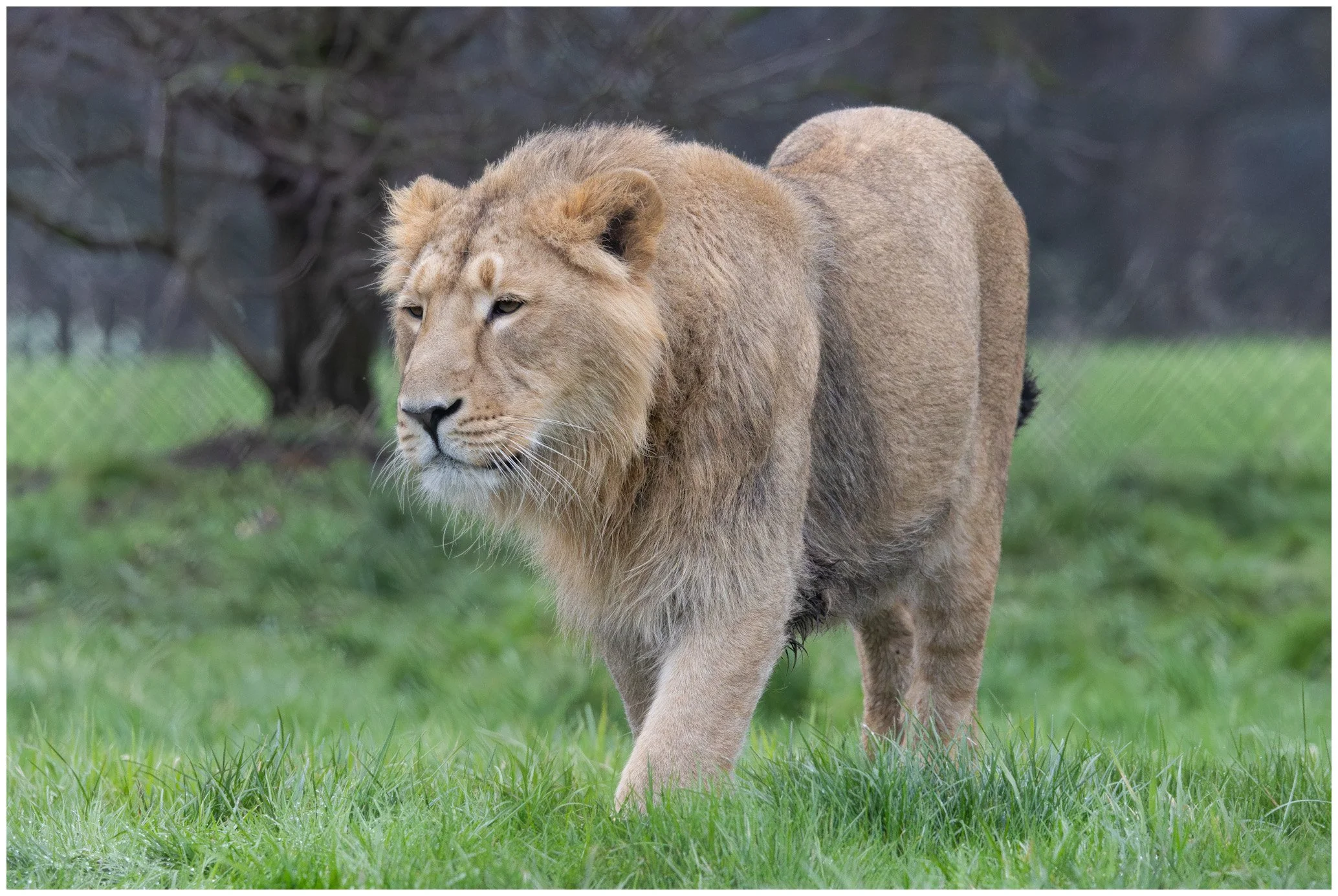 A lion walking on green grass with trees and a fence in the background.