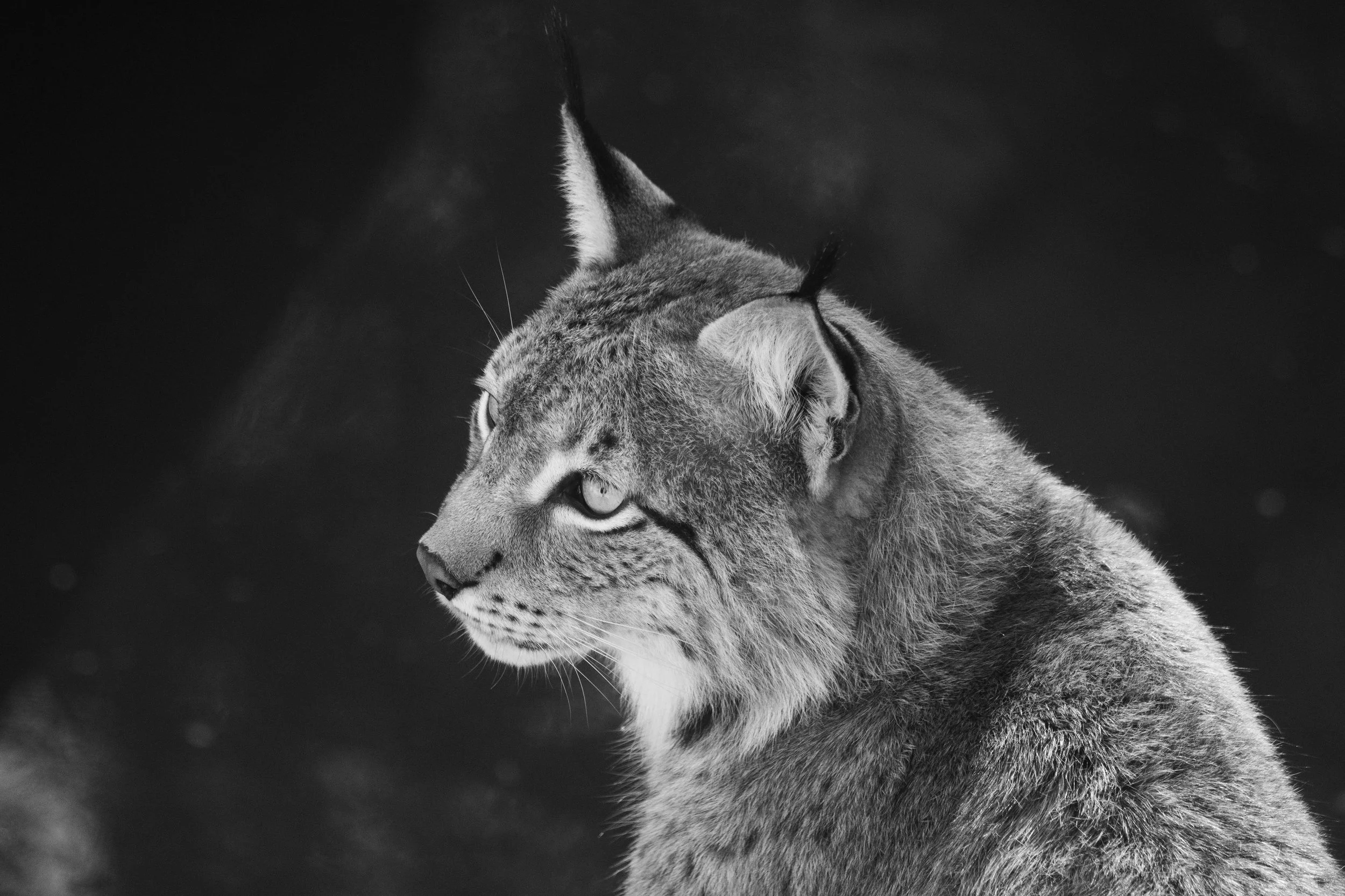A black and white side profile of a lynx, showing its face, ears, and part of its body.
