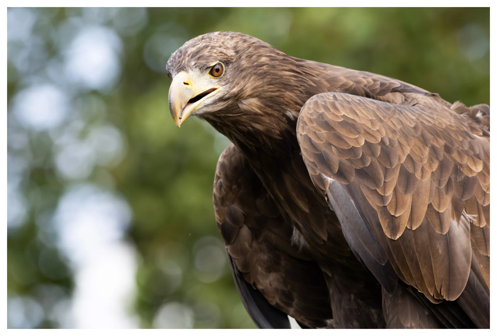 Close-up of a majestic brown eagle with sharp eyes and a hooked beak, set against a blurred green background.