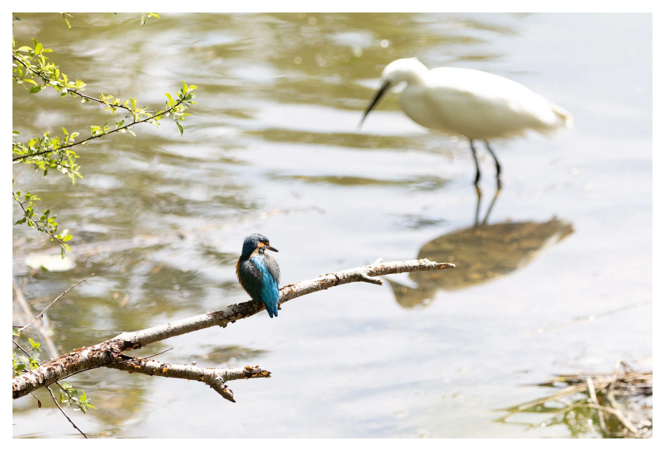 A kingfisher bird with vibrant blue and orange feathers perched on a branch over water, with a heron standing in the background in the water in a natural setting.