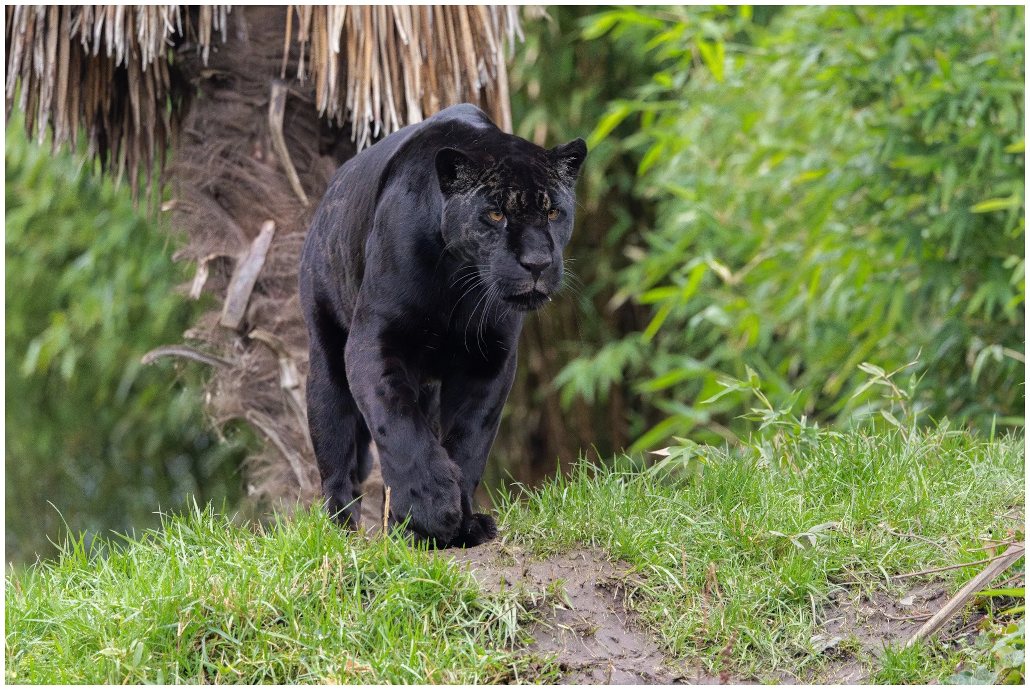 A black panther walking through a green jungle.