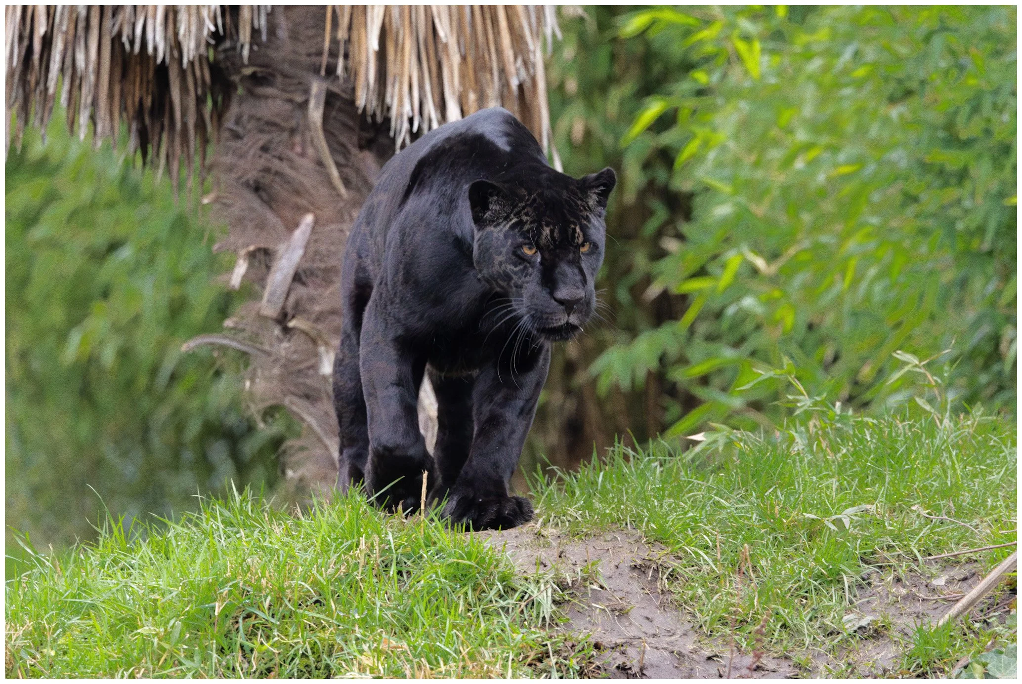 A black jaguar walking through a lush green jungle, near a palm tree.