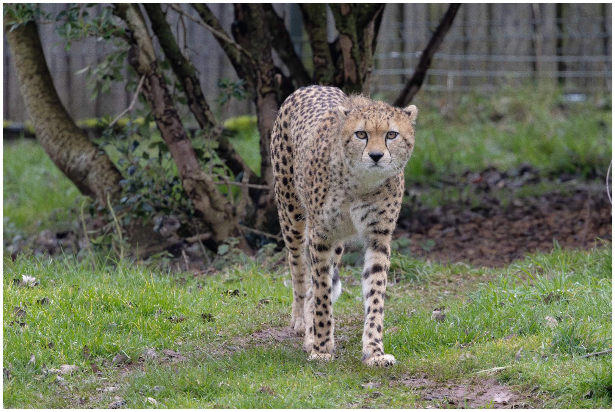A cheetah walking through a grassy area with trees and a wooden fence in the background.