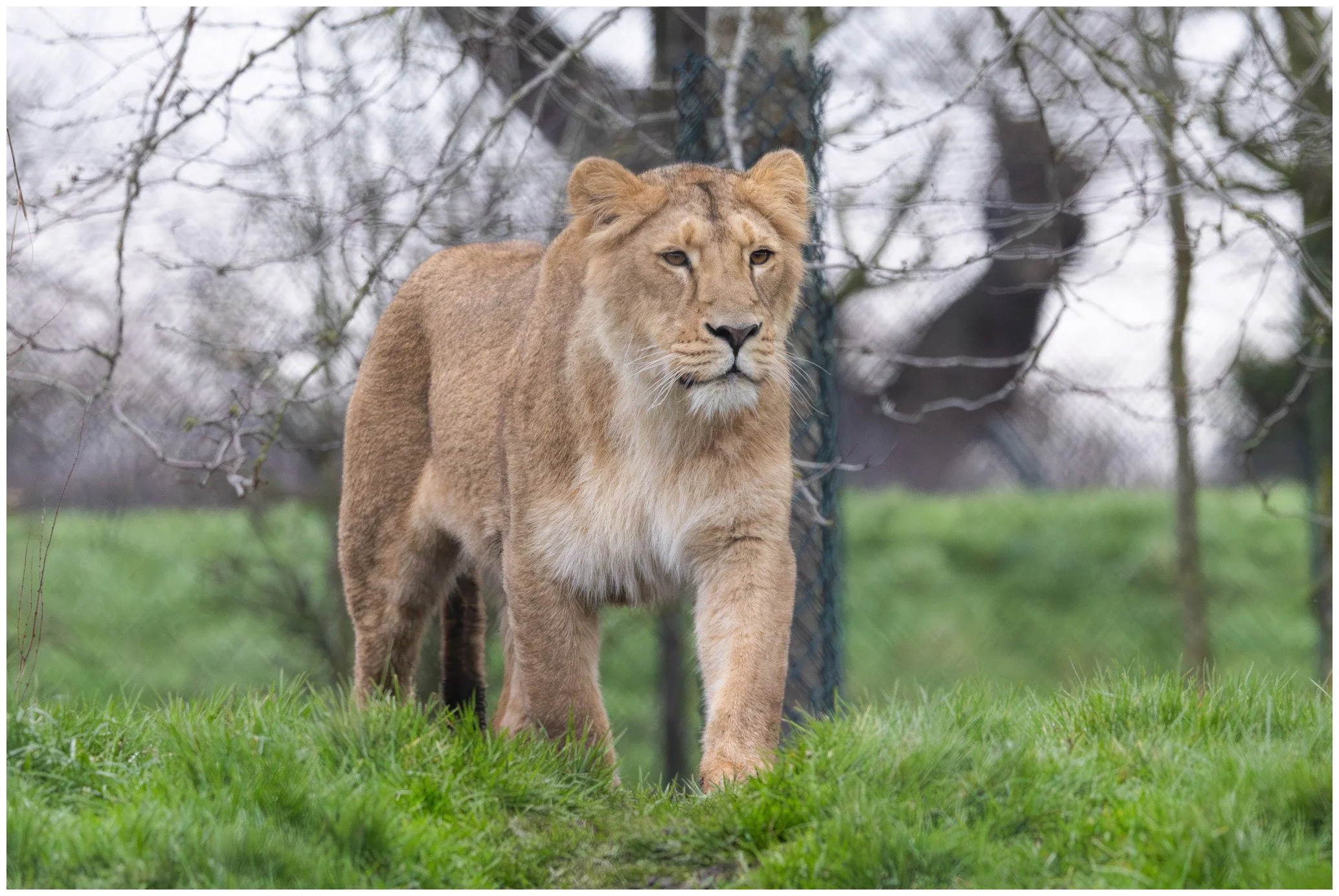 A lioness walking on grass with a blurred background of trees.