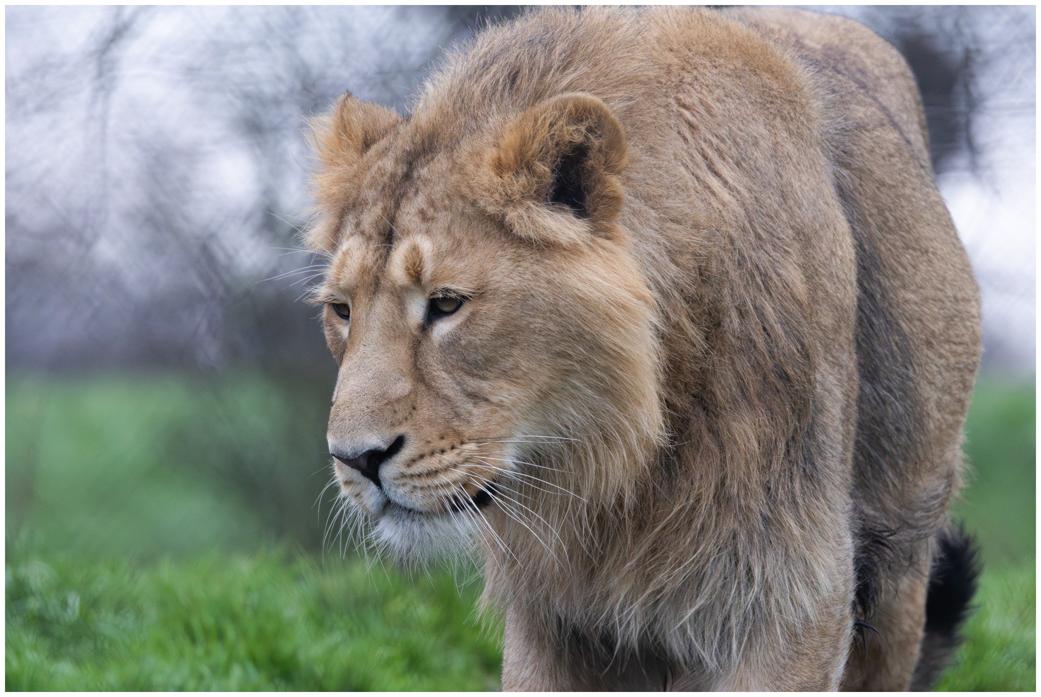A lion walking on grassy terrain with a blurred background of trees.