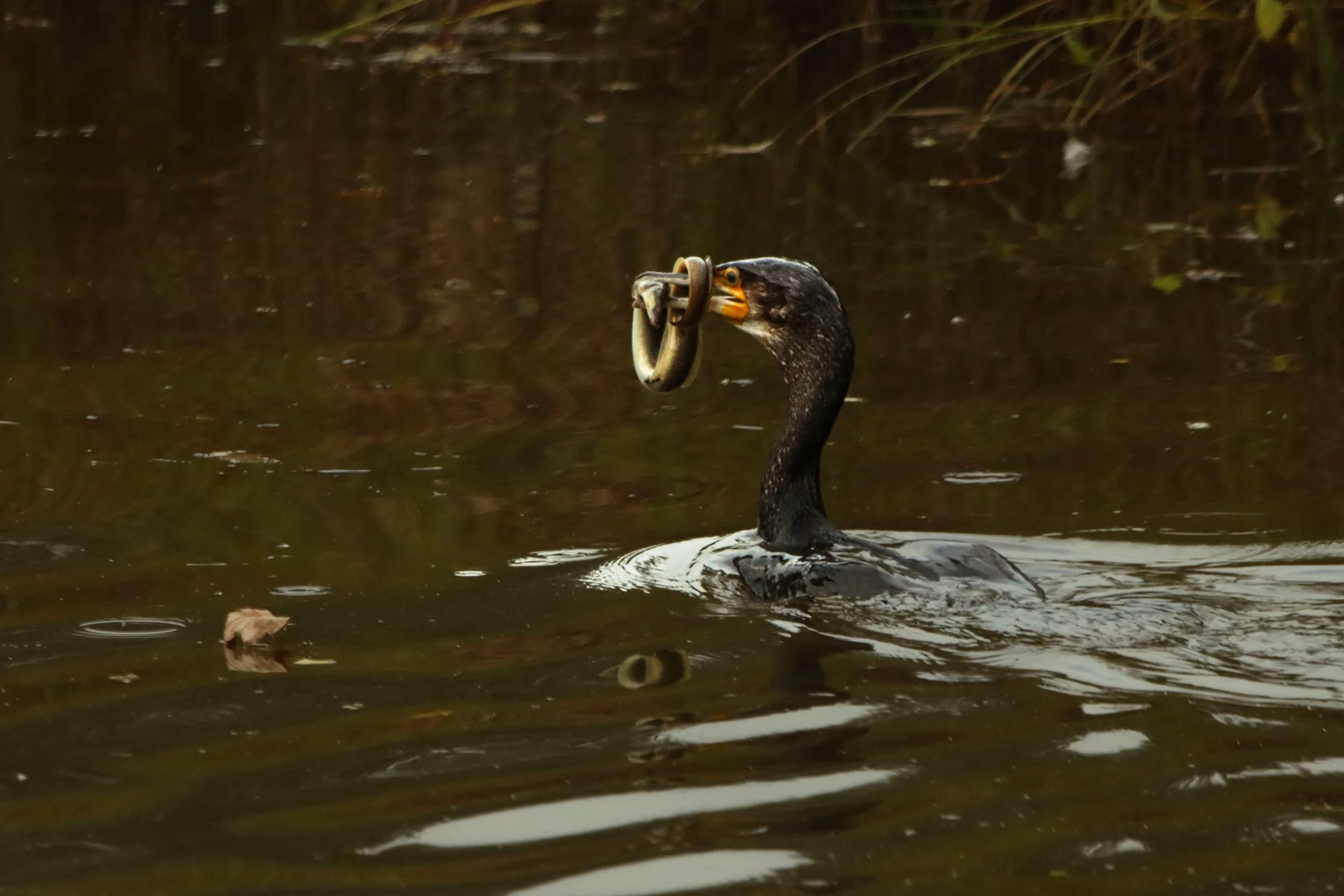 A black water bird, likely a cormorant, in the water holding a snake in its beak.