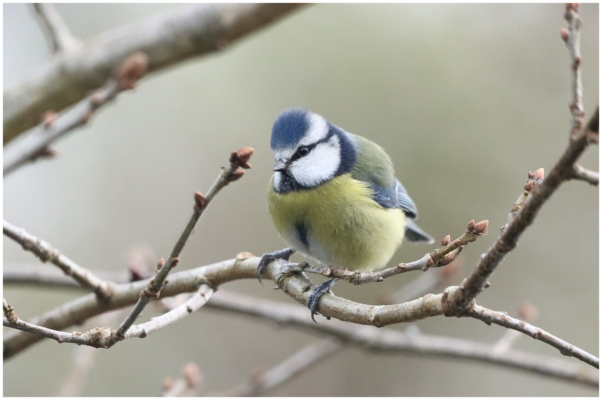 A small blue tit bird perched on a thin tree branch with budding flowers, with a blurred natural background.