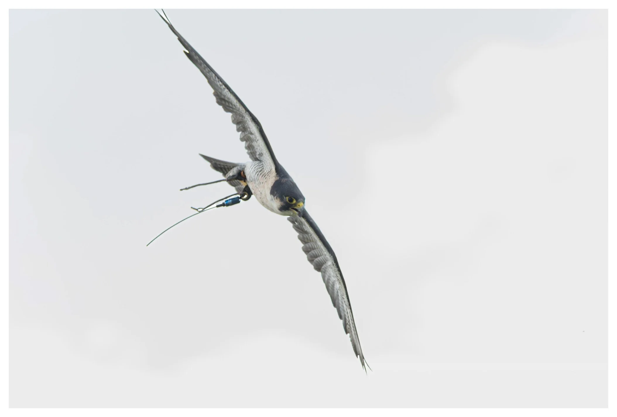 A peregrine falcon in flight with a small electronic device attached to its leg.