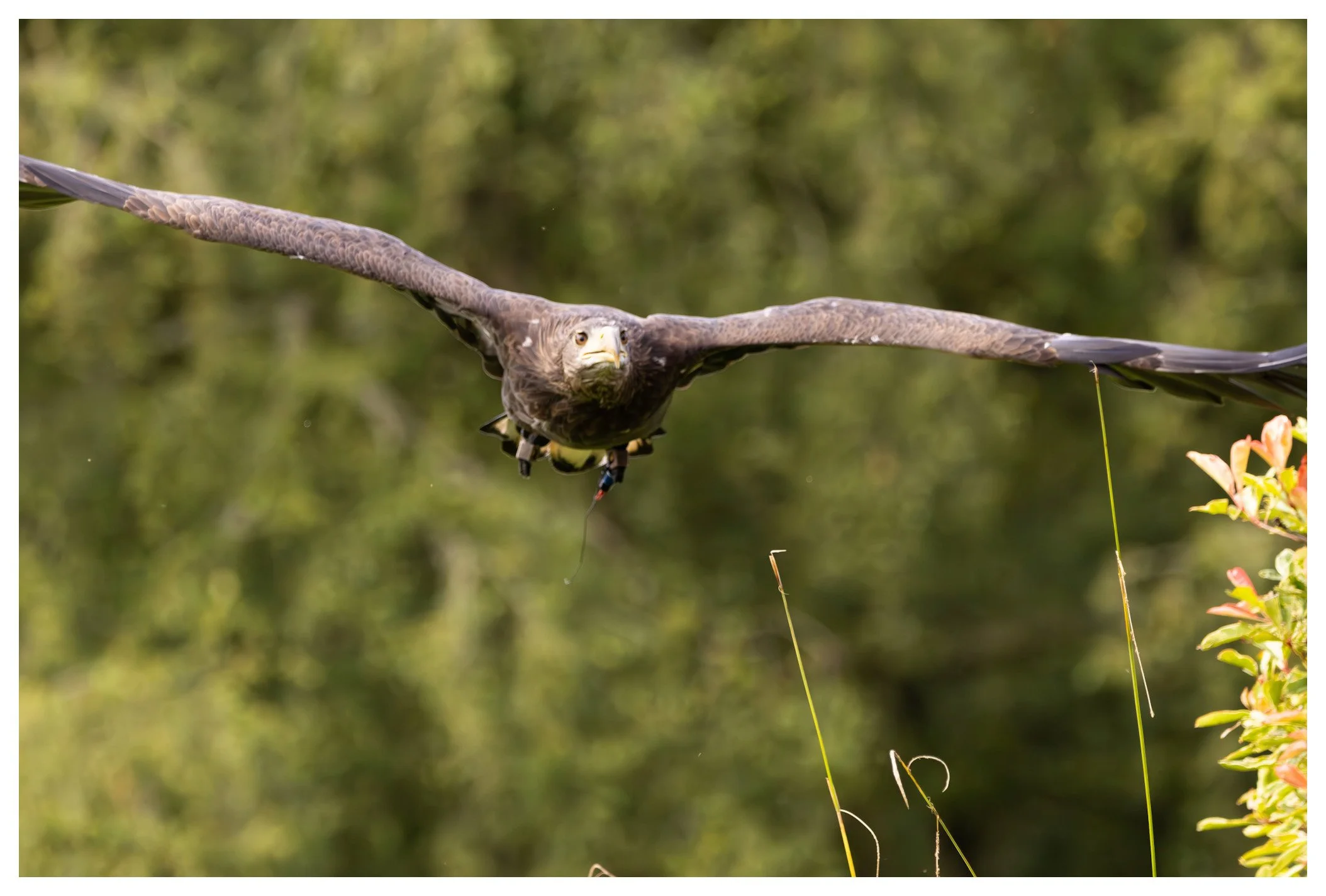 Bald eagle flying low over water with trees in the background.