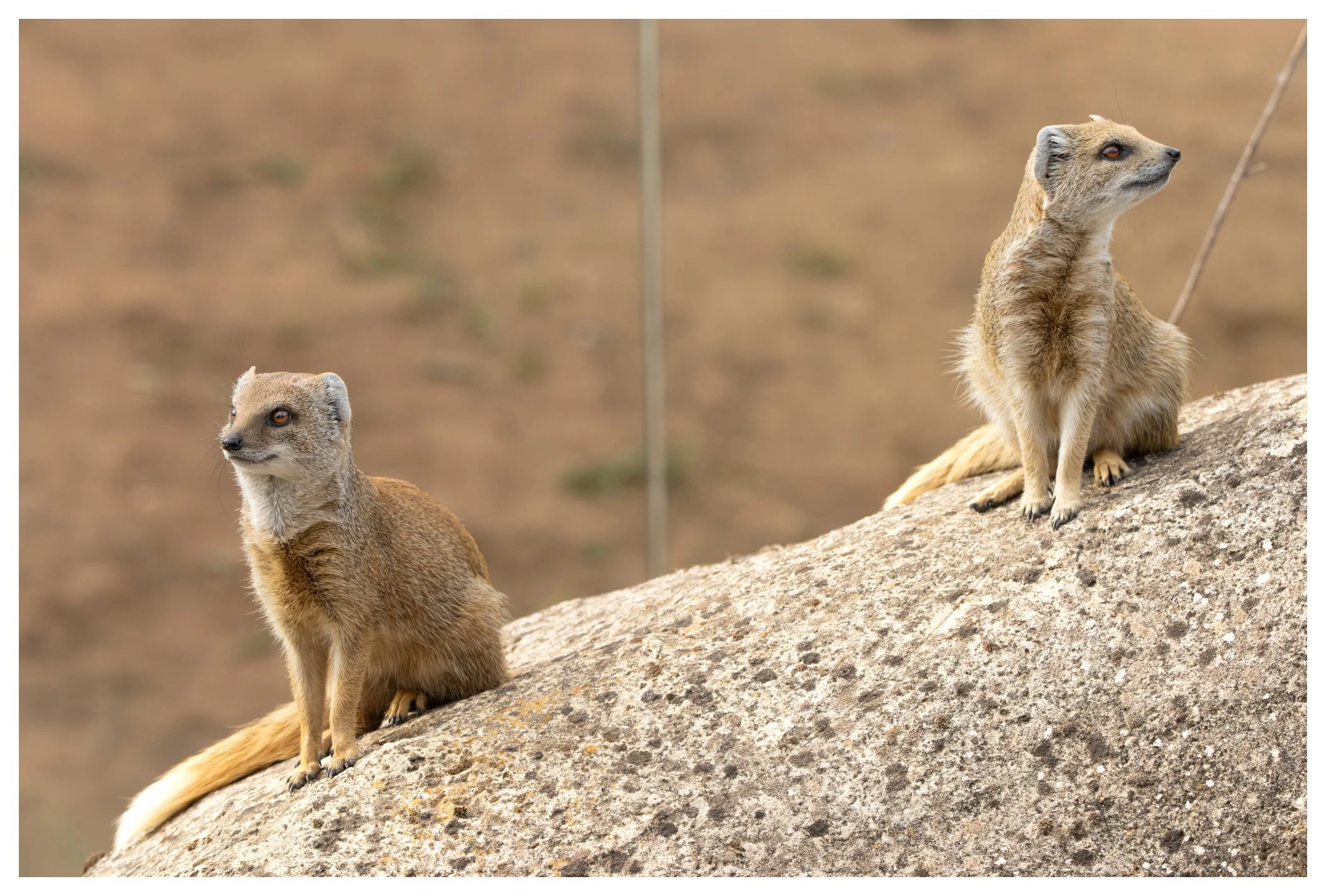 Two hyraxes sitting on a large rock outdoors with a blurred natural background.