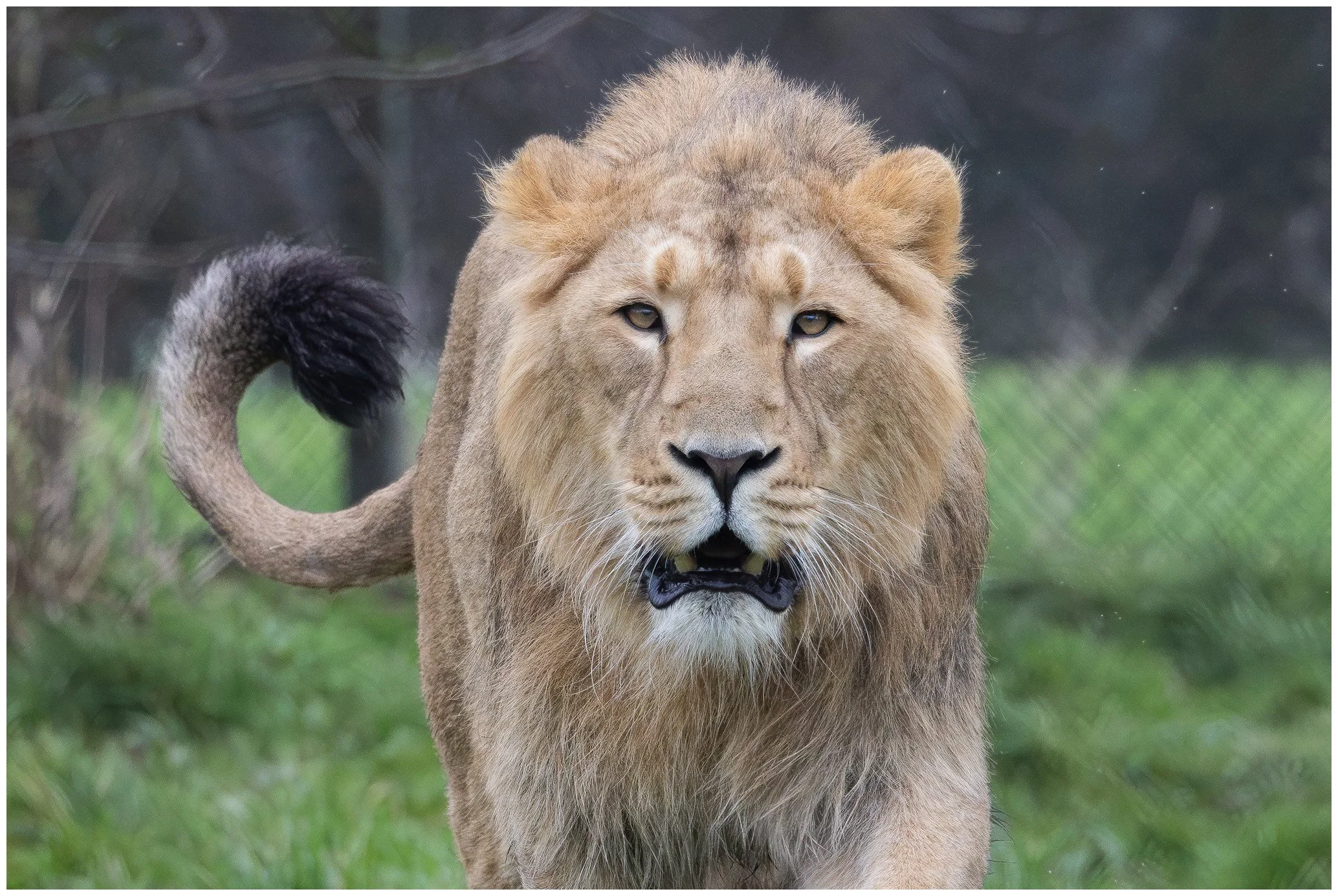 A lion walking on grass, facing forward, with a background of a fenced area and trees.