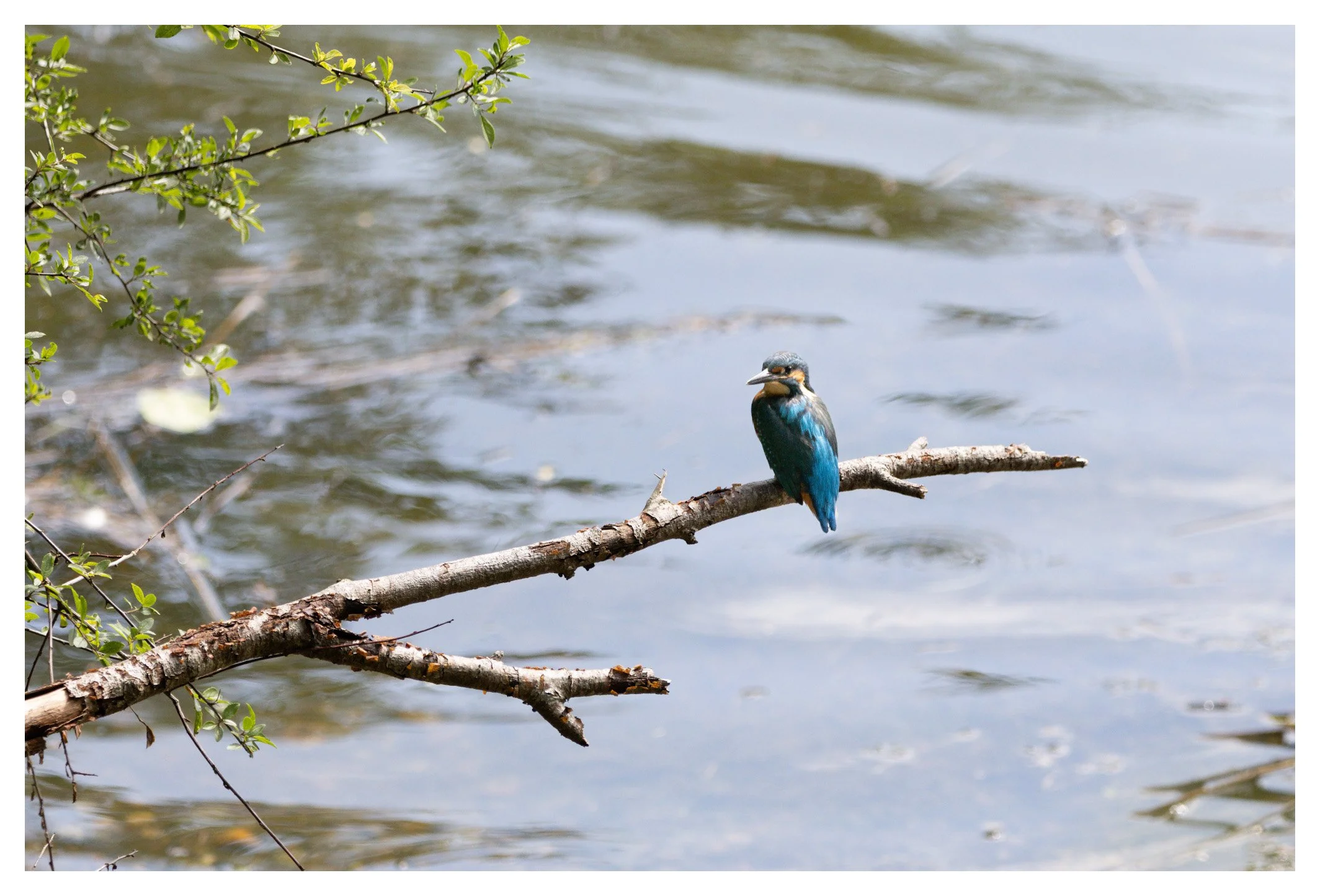 A kingfisher bird perched on a branch over water, with green leaves nearby.