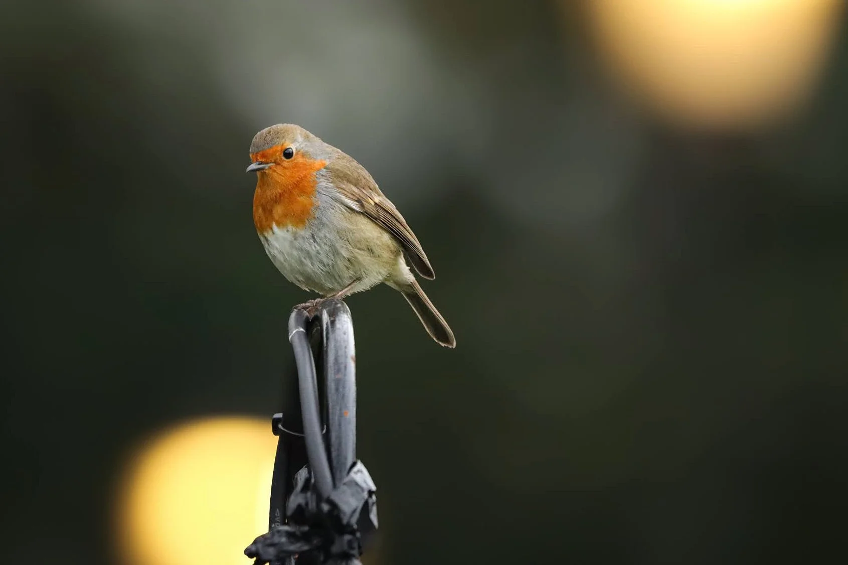 A small bird with an orange face and chest perched on a metal wire against a blurred dark background.